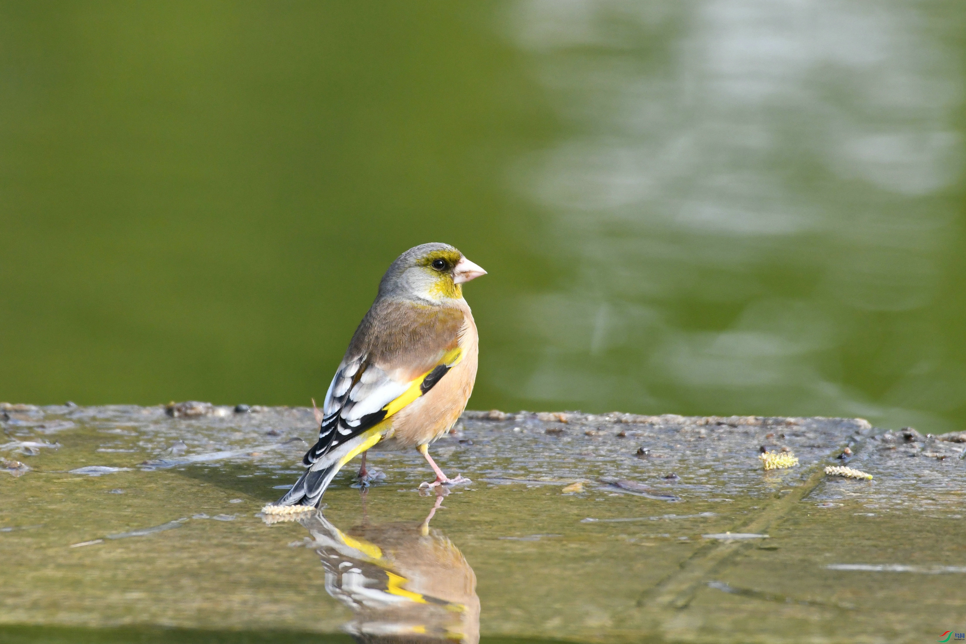 DSC_7752.JPG