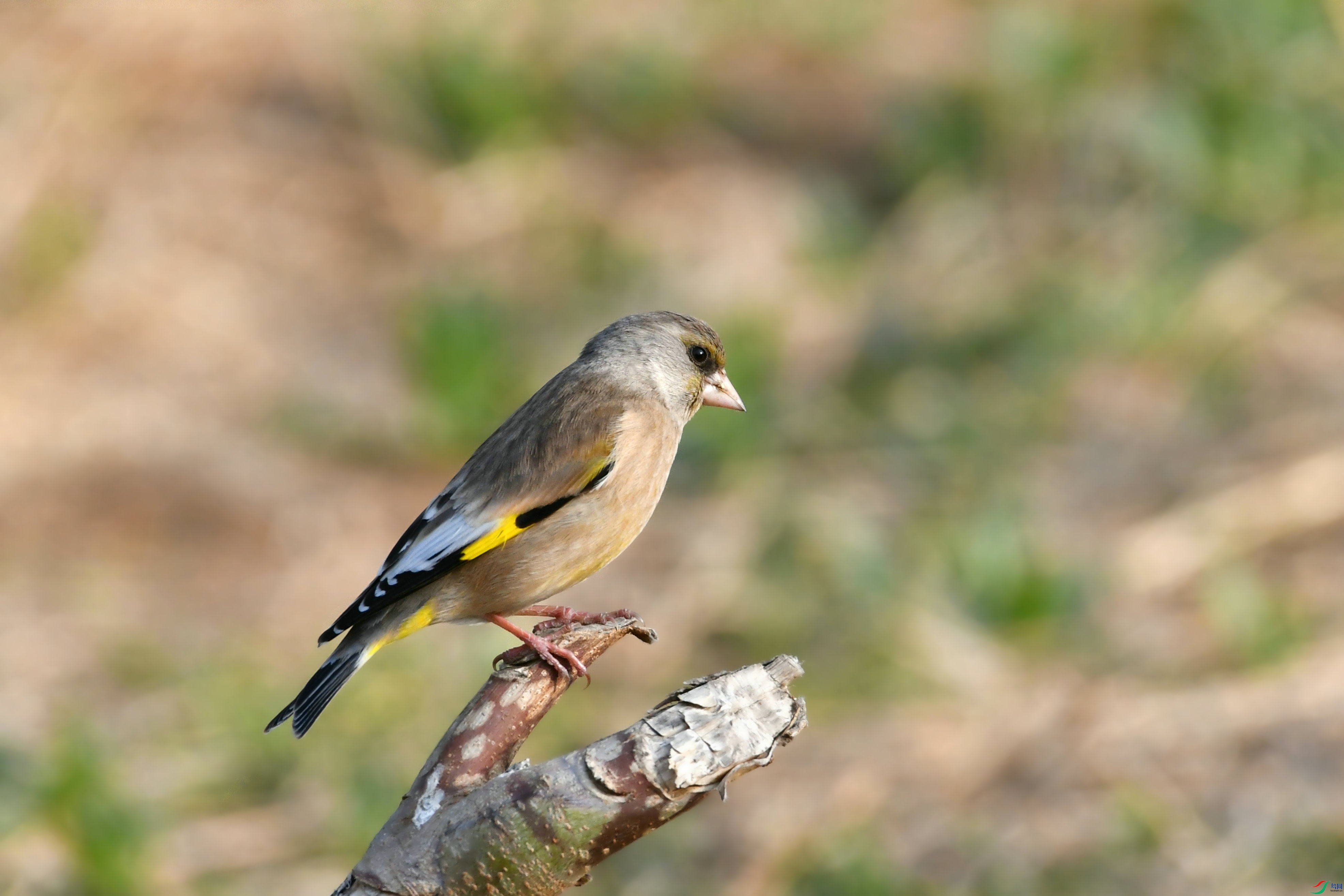 DSC_8958.JPG