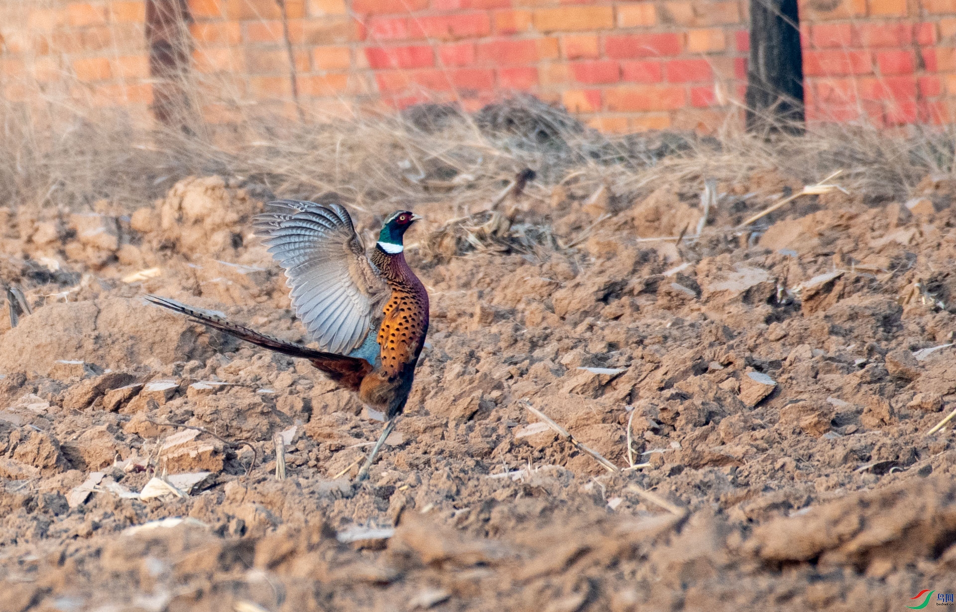 DSC_9894.jpg