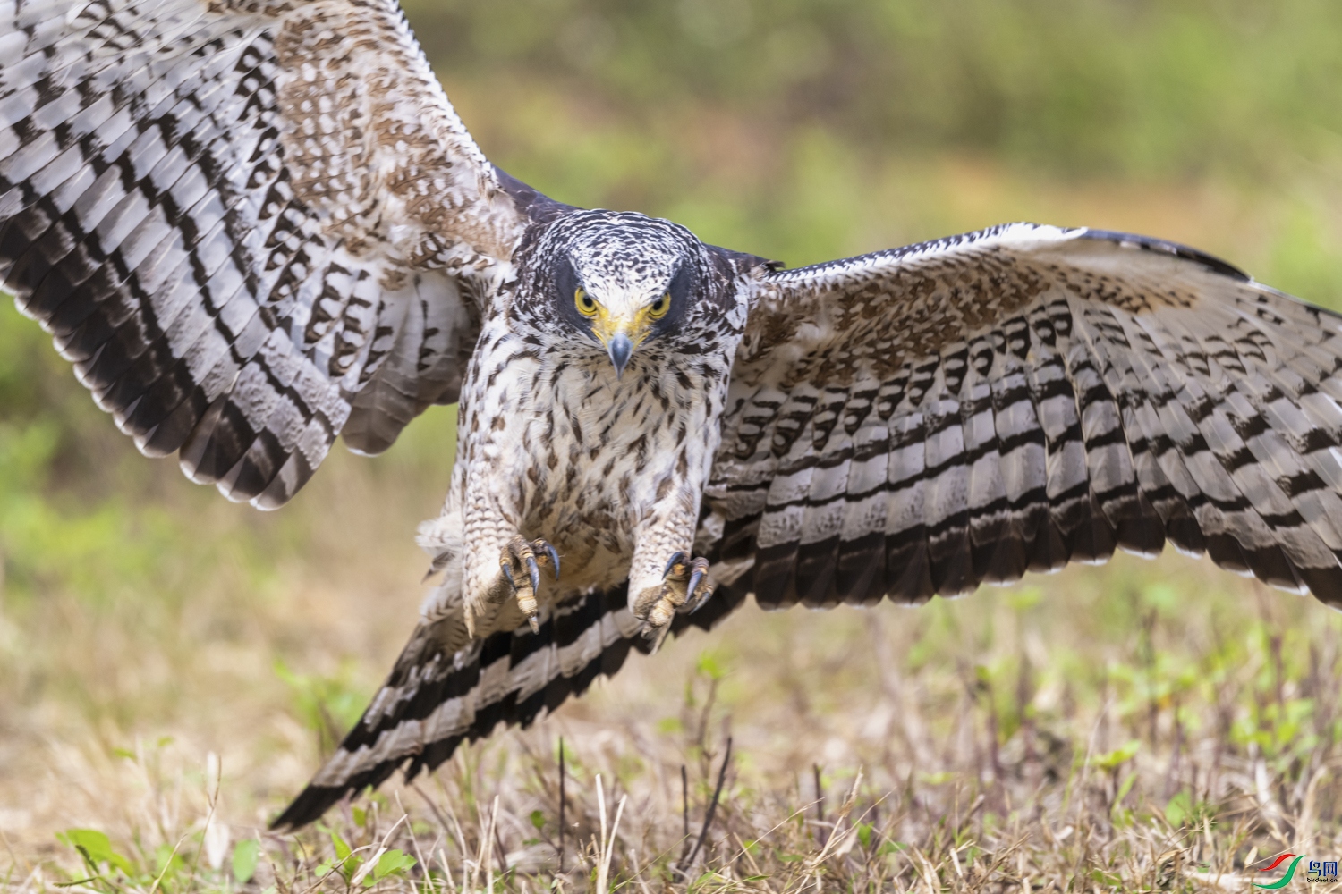 DSC_6663_1.JPG