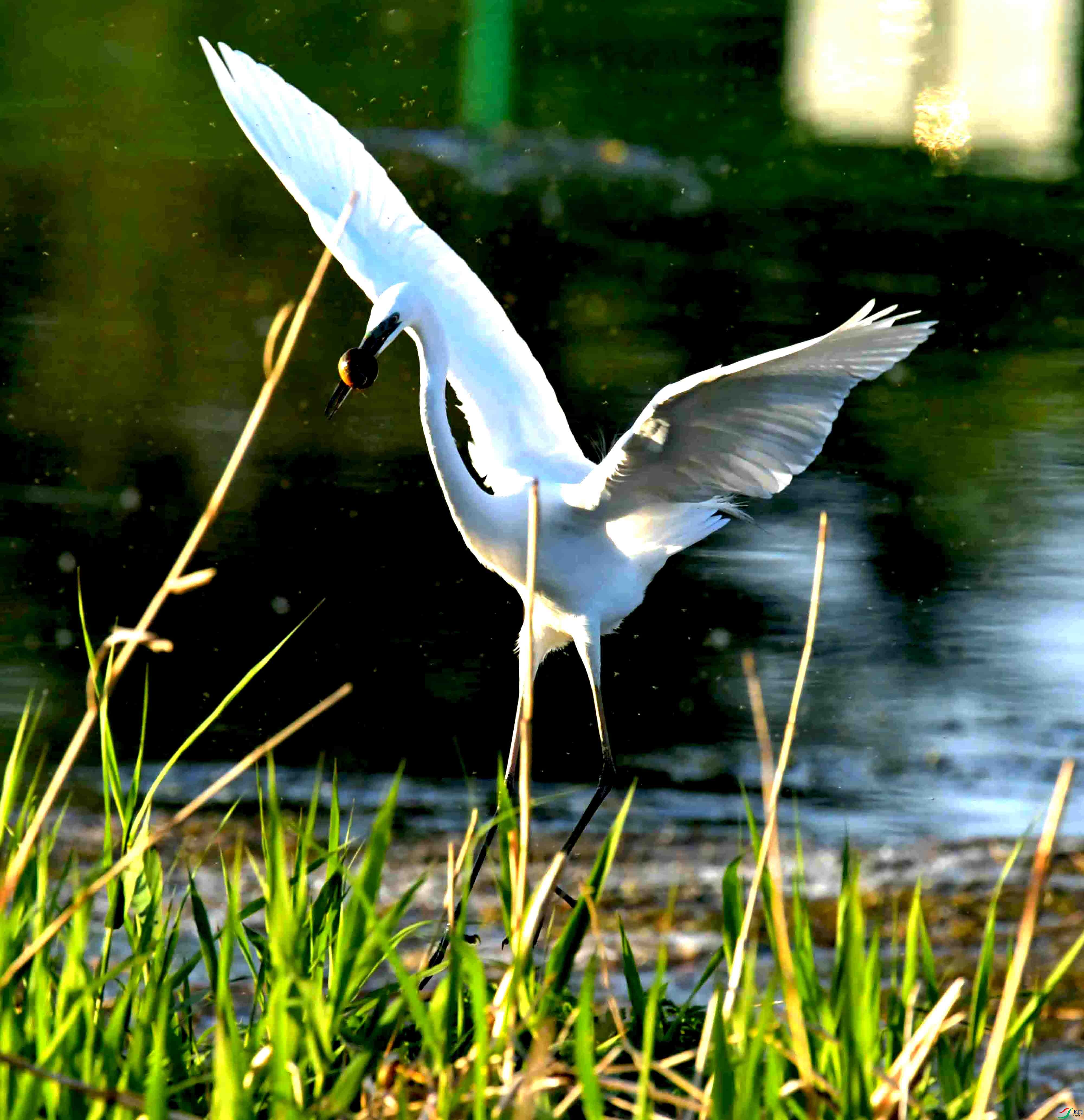 DSC_1032.JPG