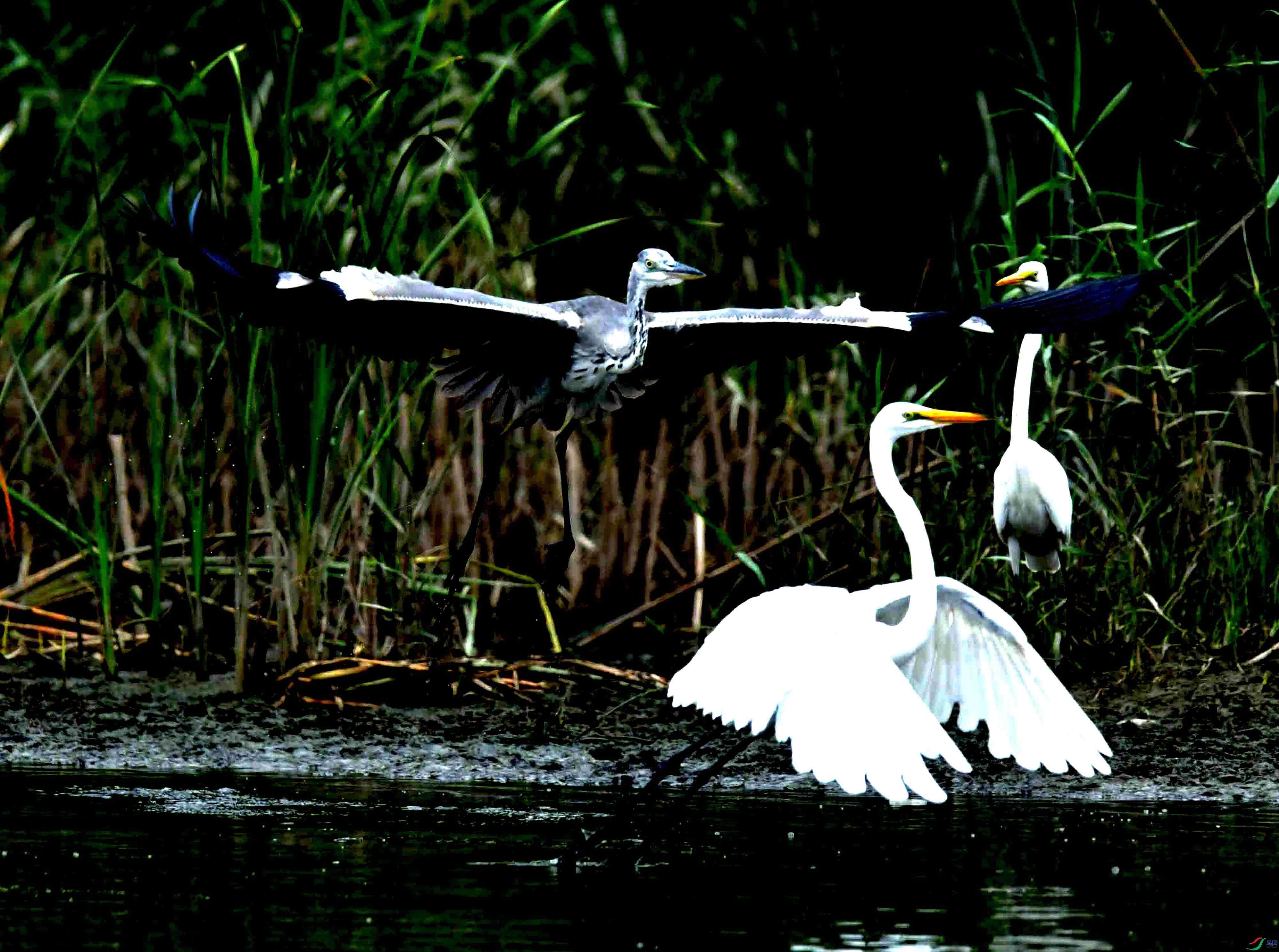 DSC_1087.JPG