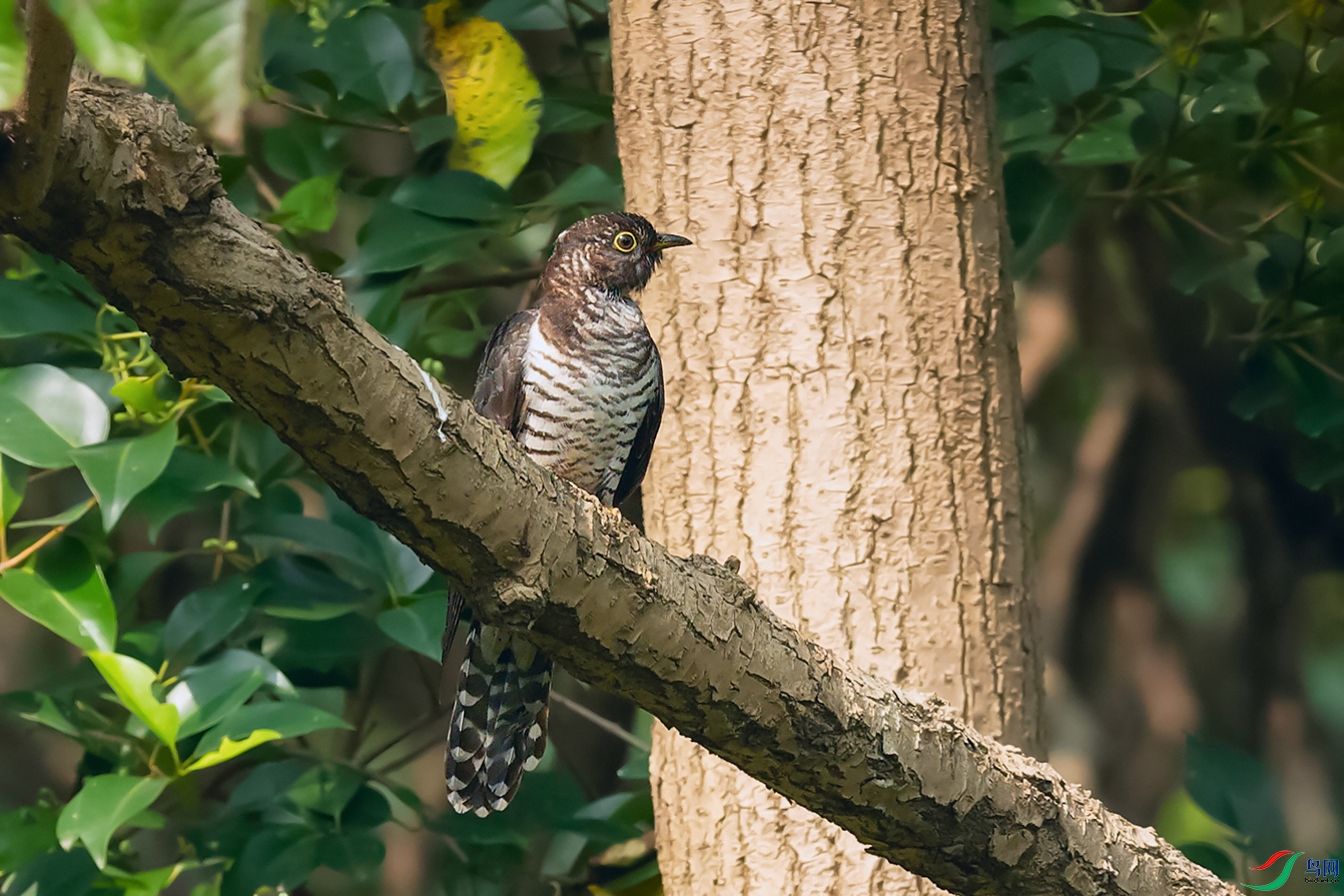 DSC_0061_DxOa.jpg