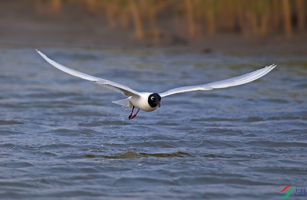 DSC_3251f_��ͼ��.jpg