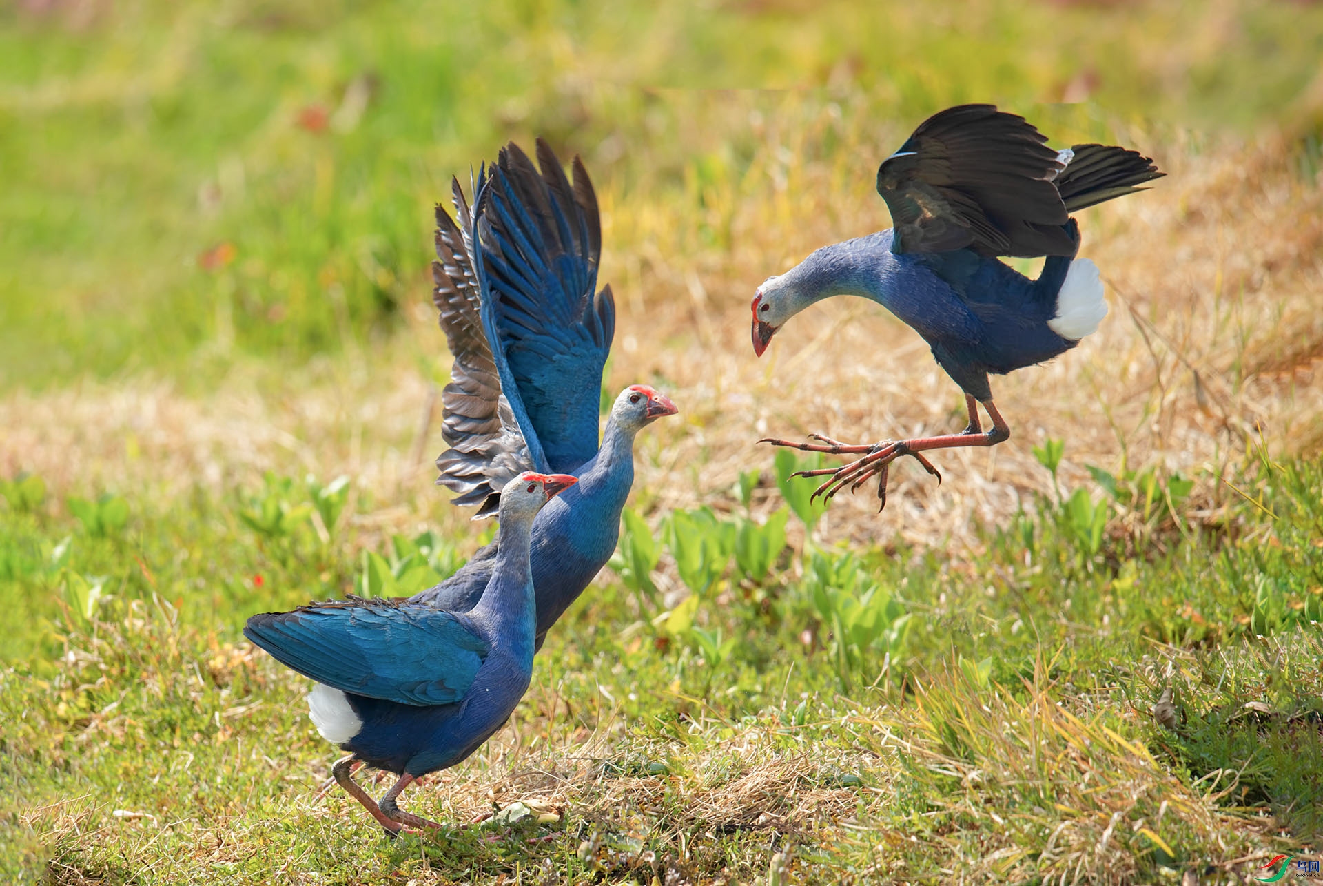 �¿�ݷ�ʽ -1.jpg