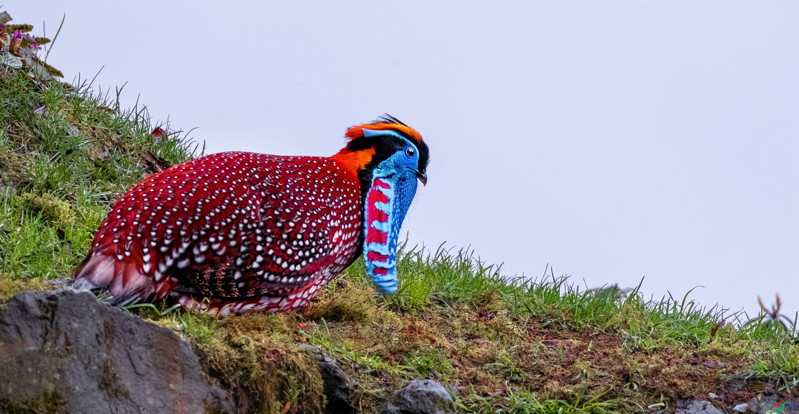 ���й���D�D�D�츹����