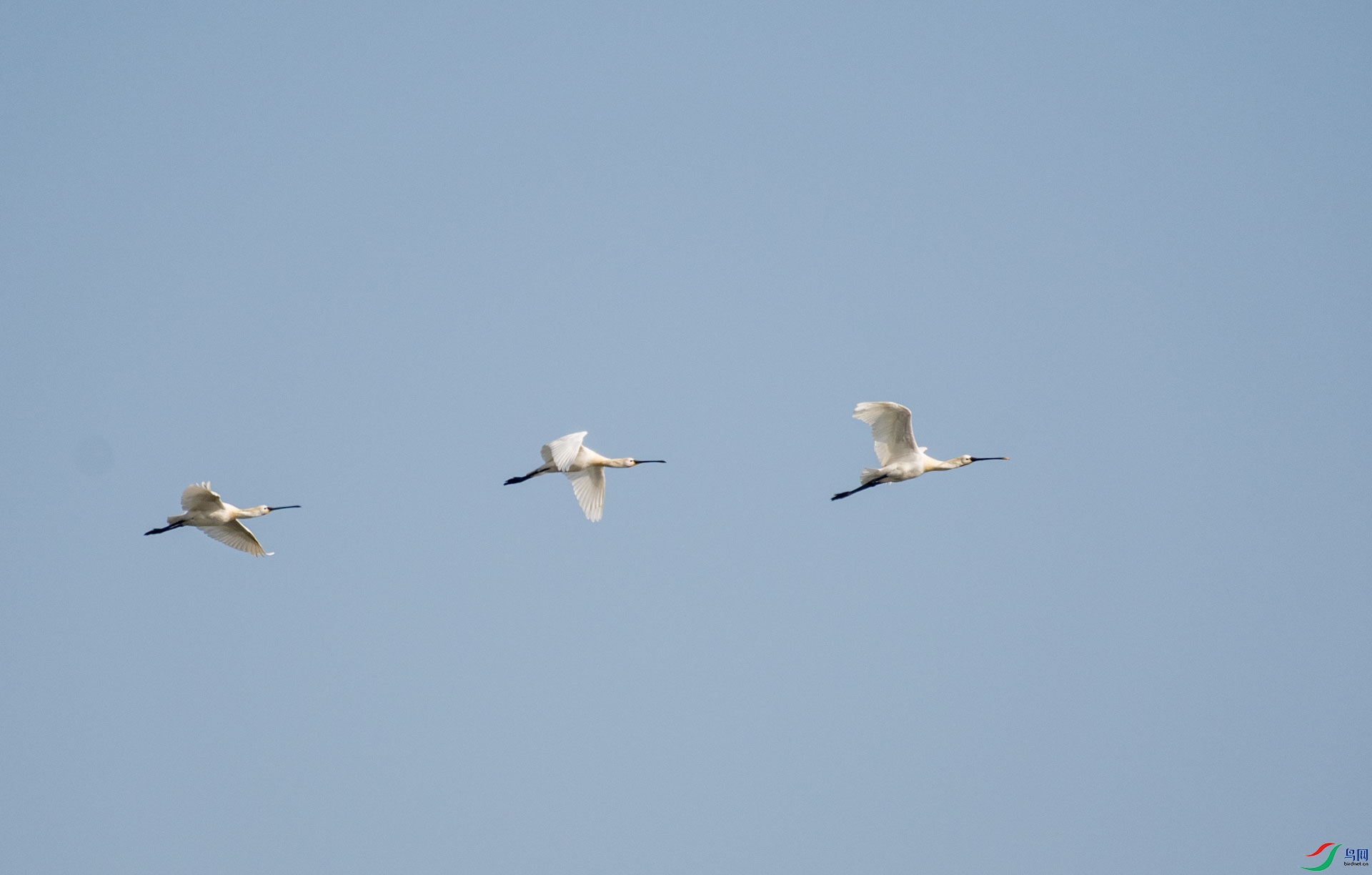 DSC_0520.jpg