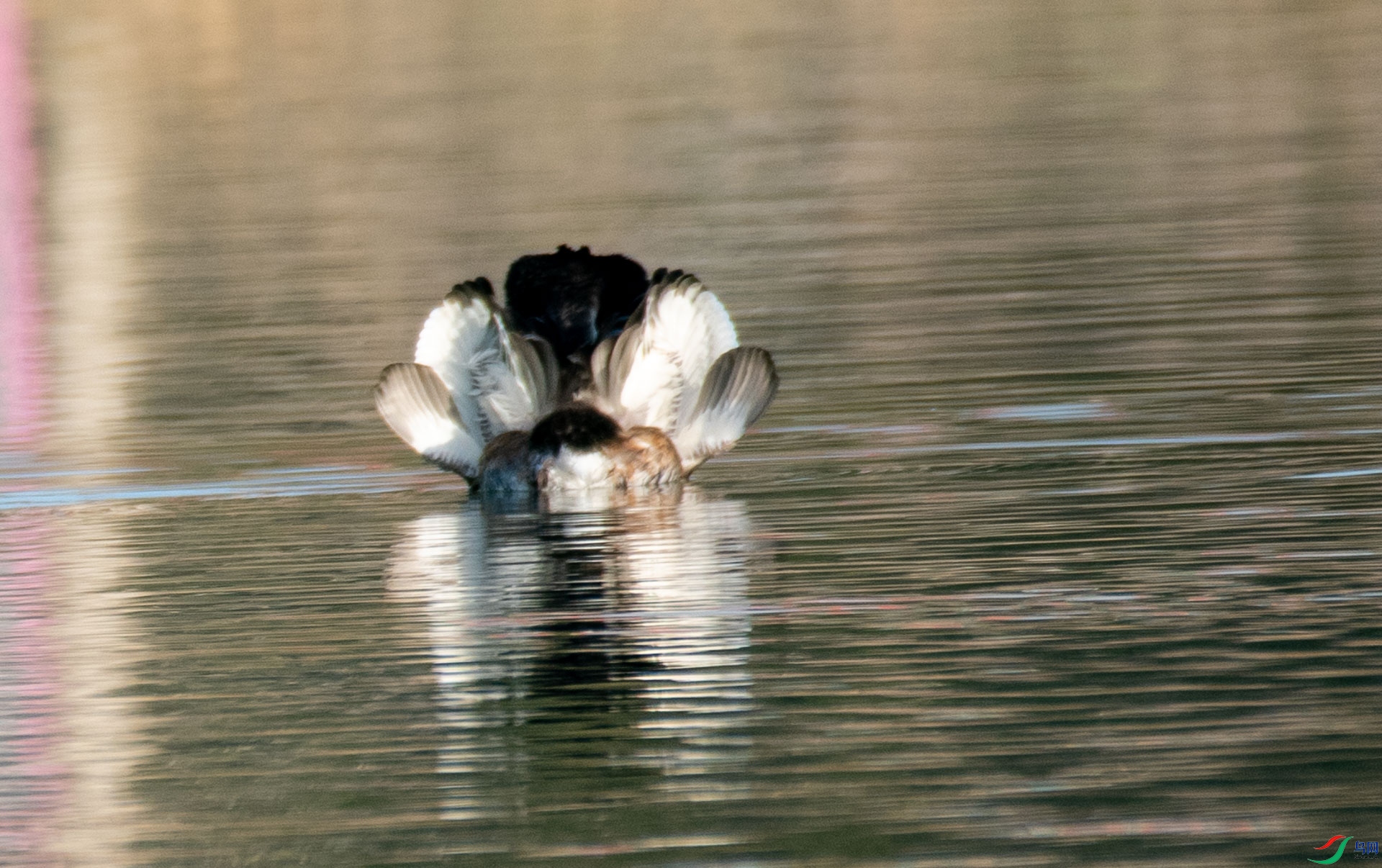 DSC_0218_1.jpg