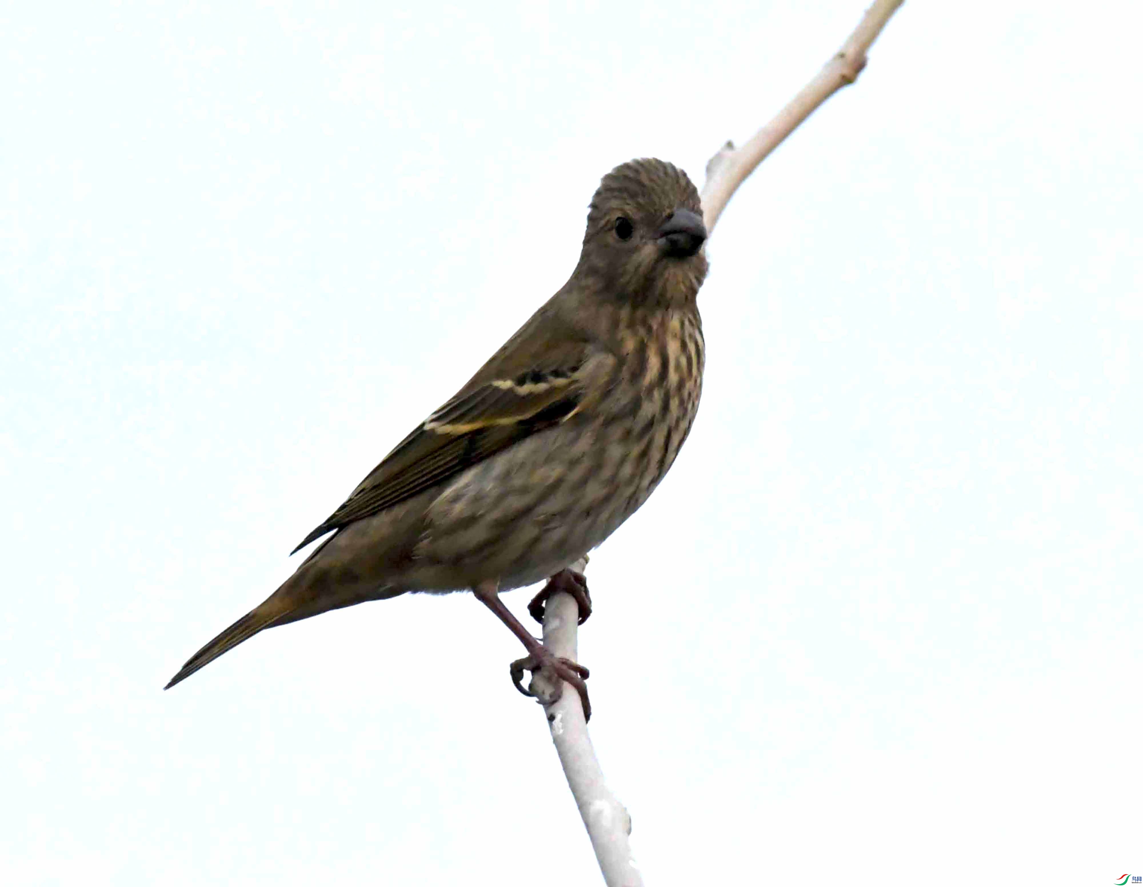 DSC_7596.JPG