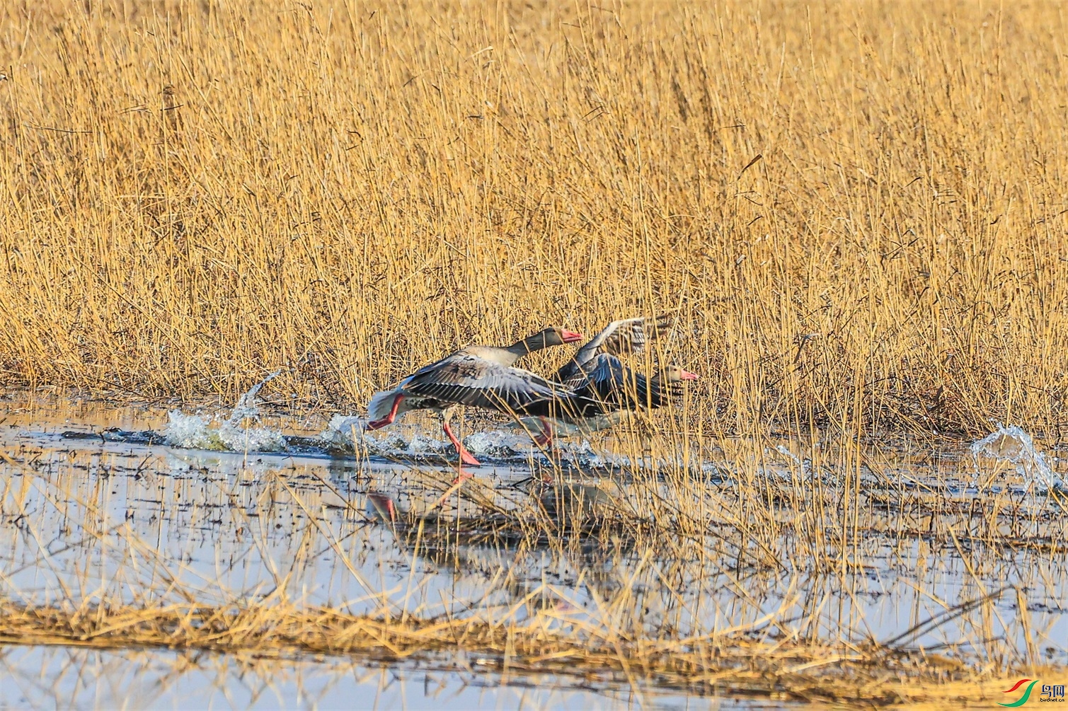 1K3A3741 ����1.jpg