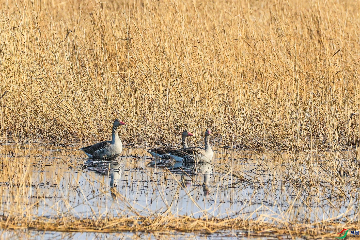 1K3A3733 ����1.jpg