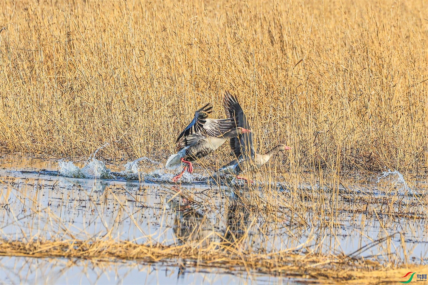 1K3A3742 ����1.jpg