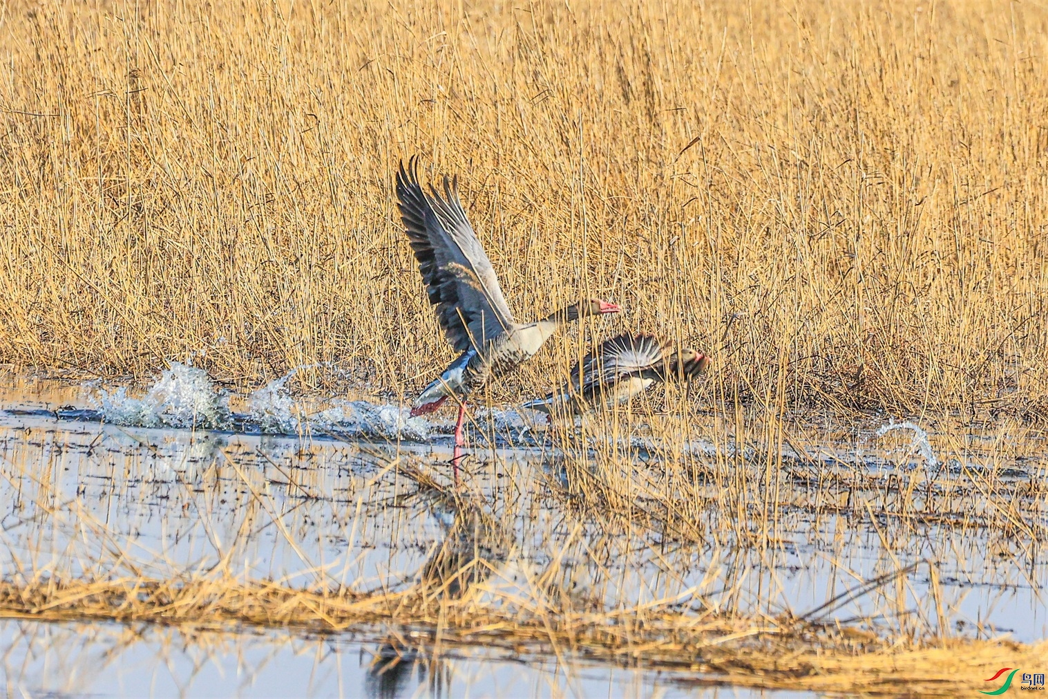 1K3A3743 ����1.jpg