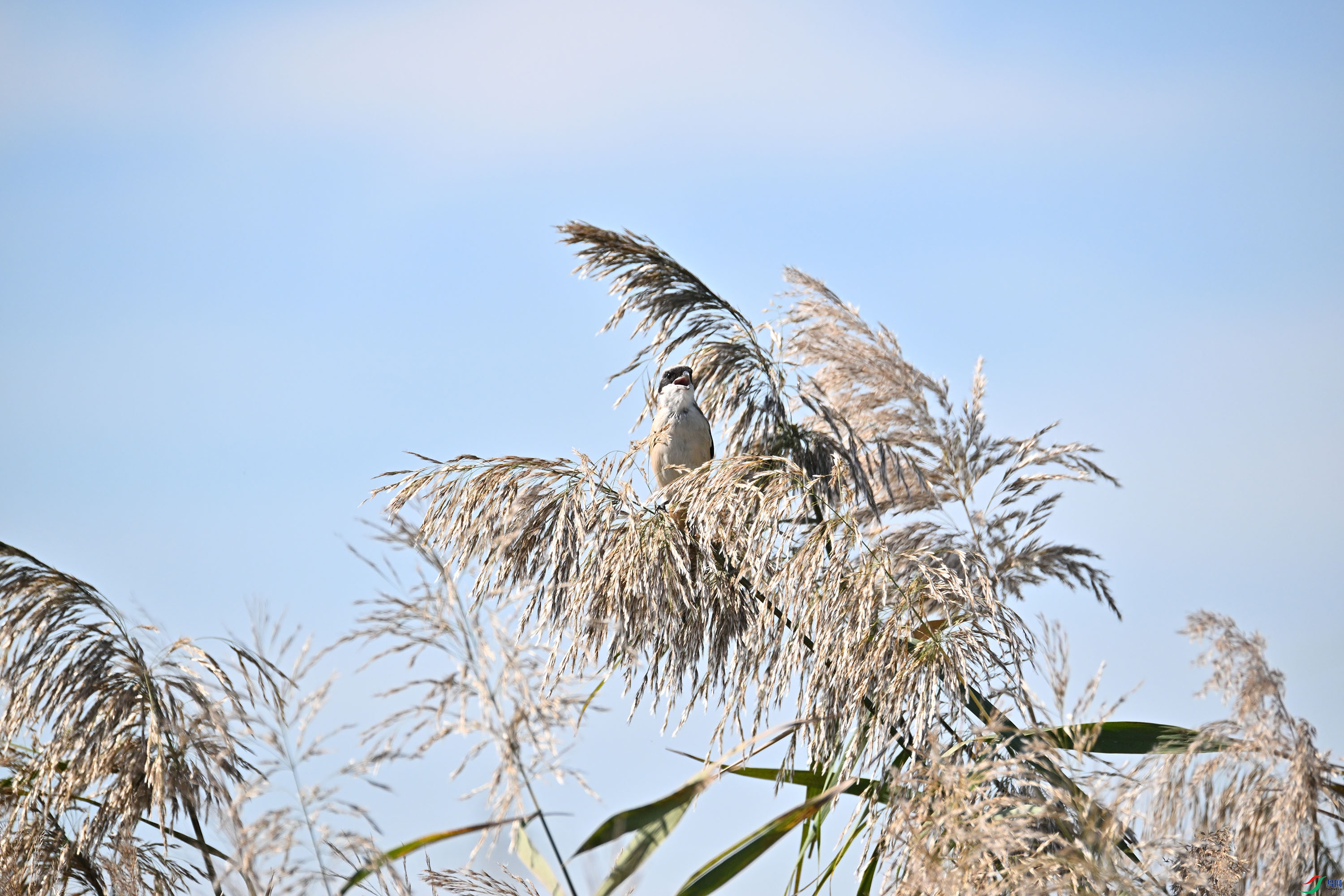 DSC_0106-1.jpg