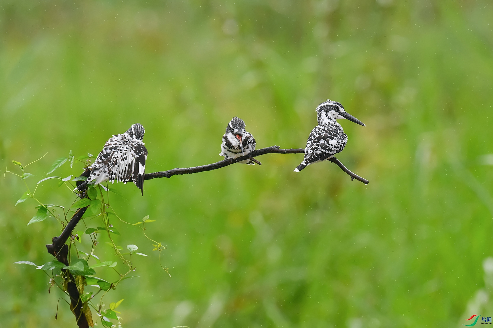 DSC_5688_DxOa.jpg