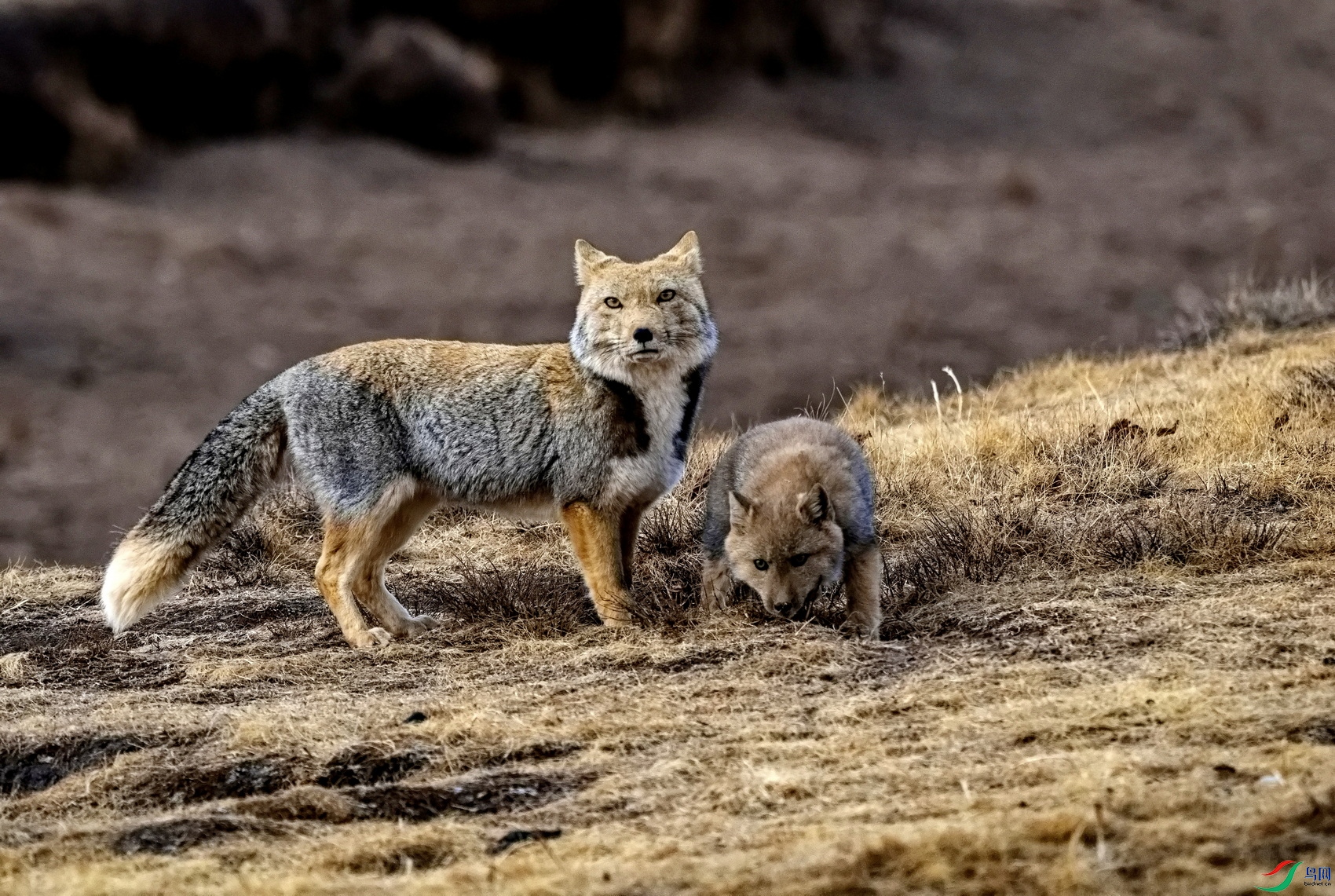 P3094581-1 ����.jpg