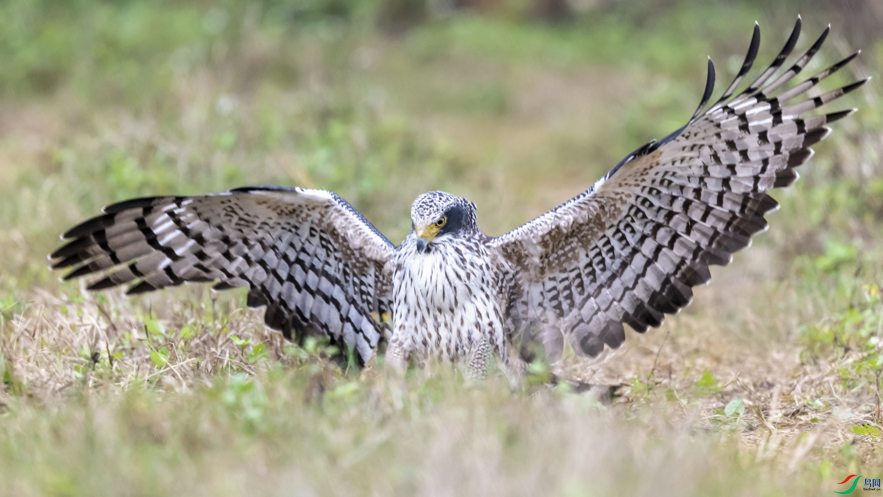 DSC_6225_1.JPG