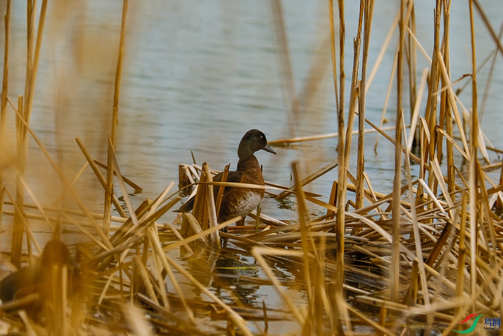 DSCF9327s.jpg
