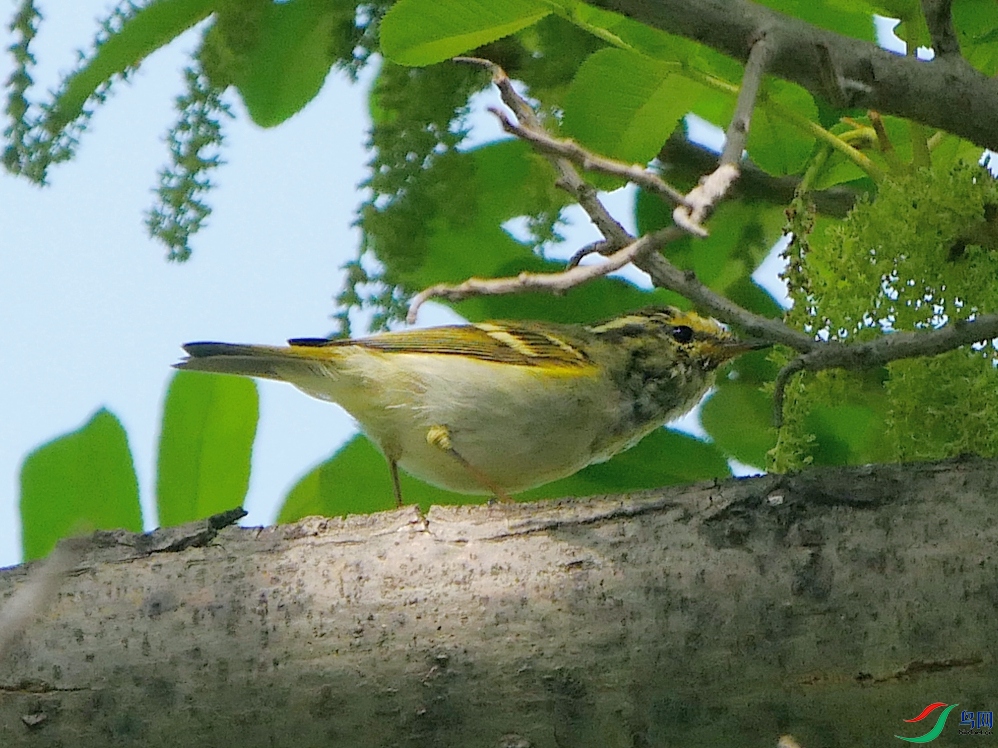 P9460186 - ����.JPG