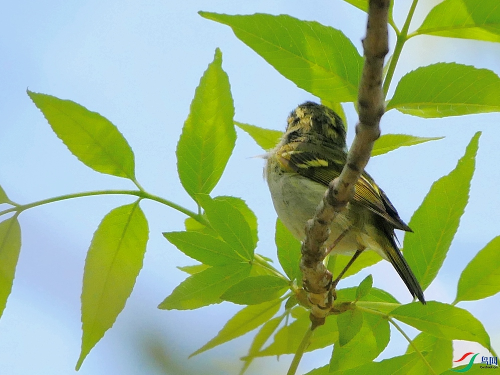 P9460432 - ����.JPG