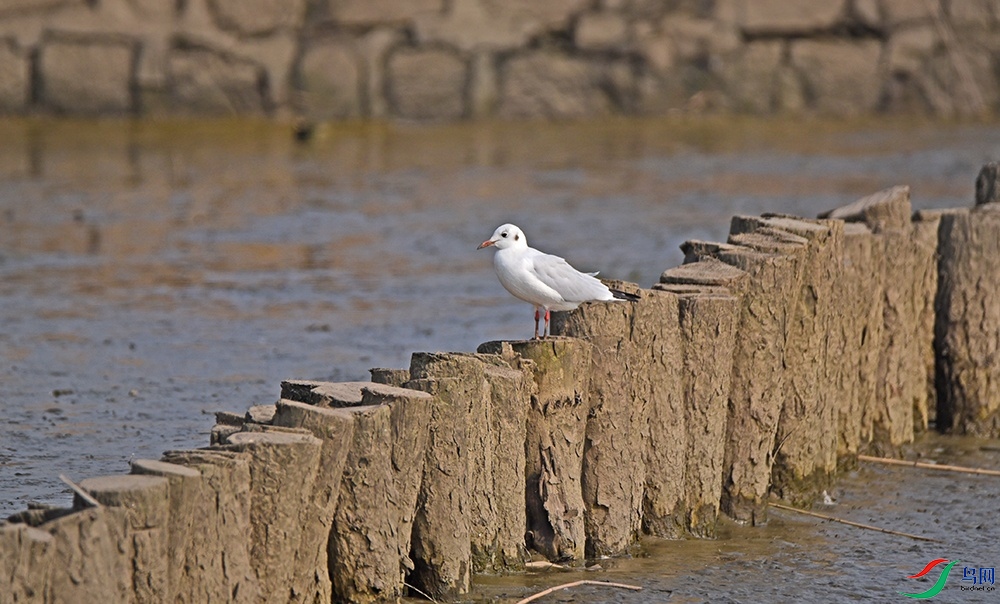 DSC_8467.jpg