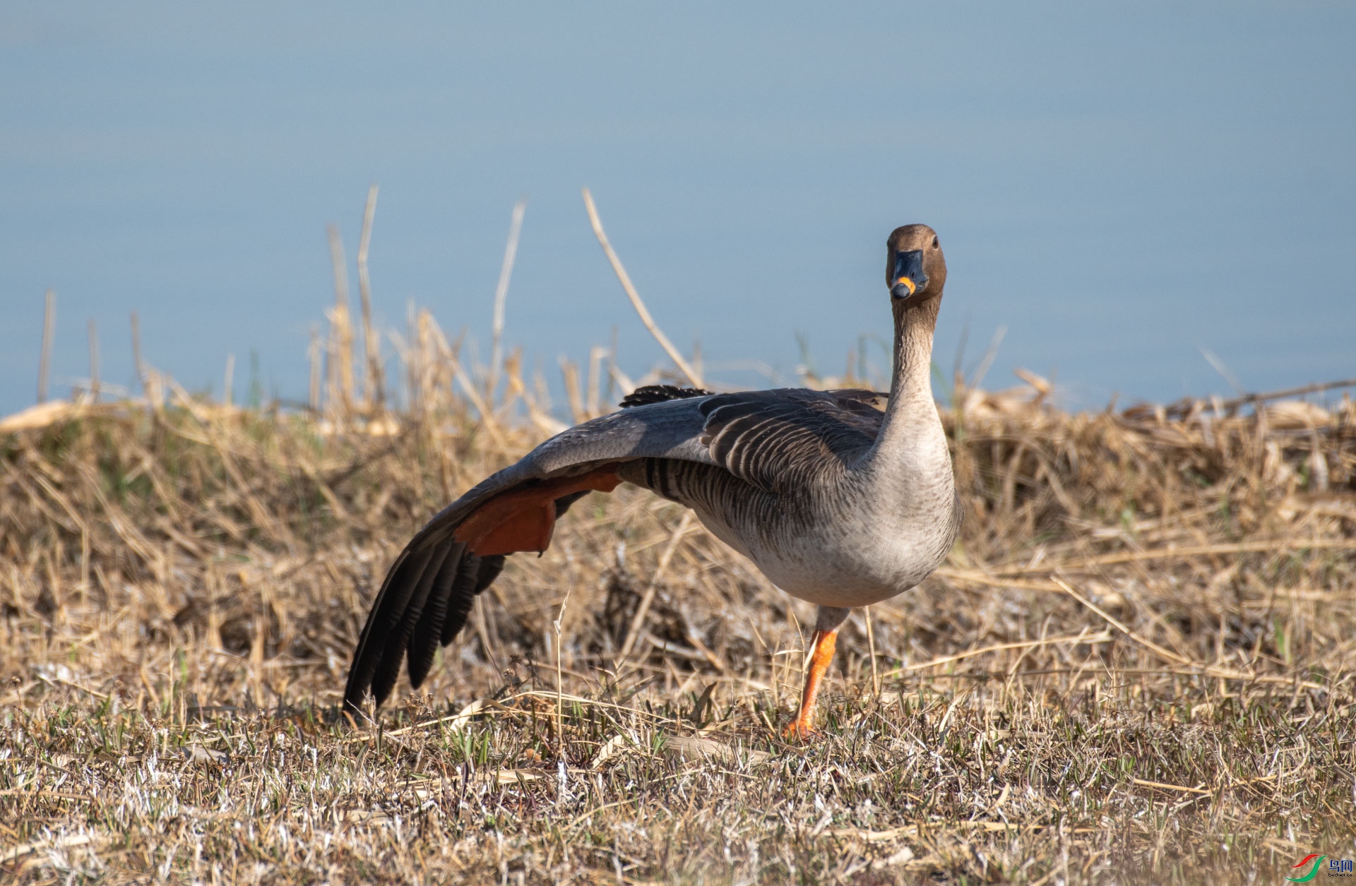 DSC_0606.jpg