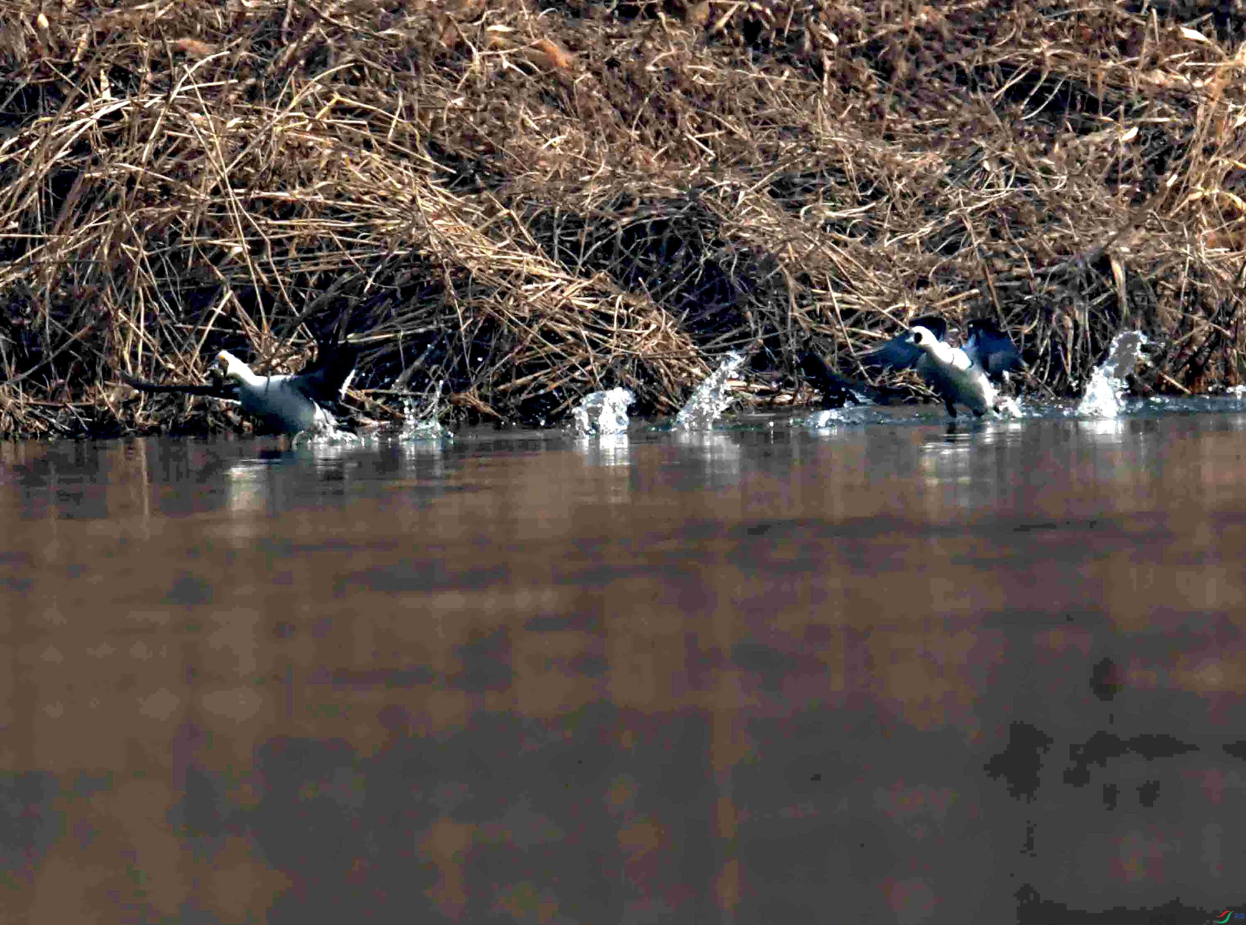 DSC_2927.JPG