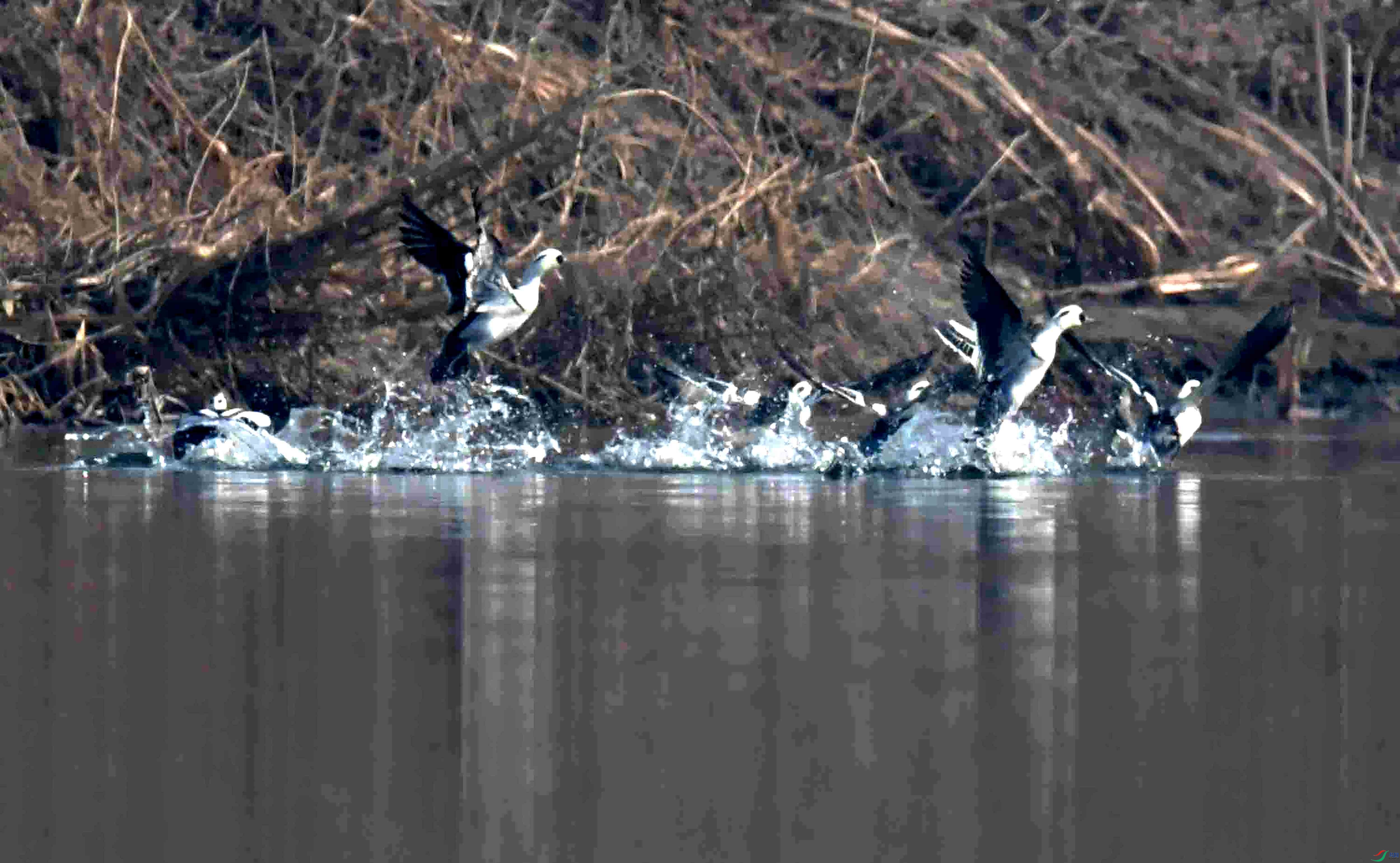 DSC_2942.JPG
