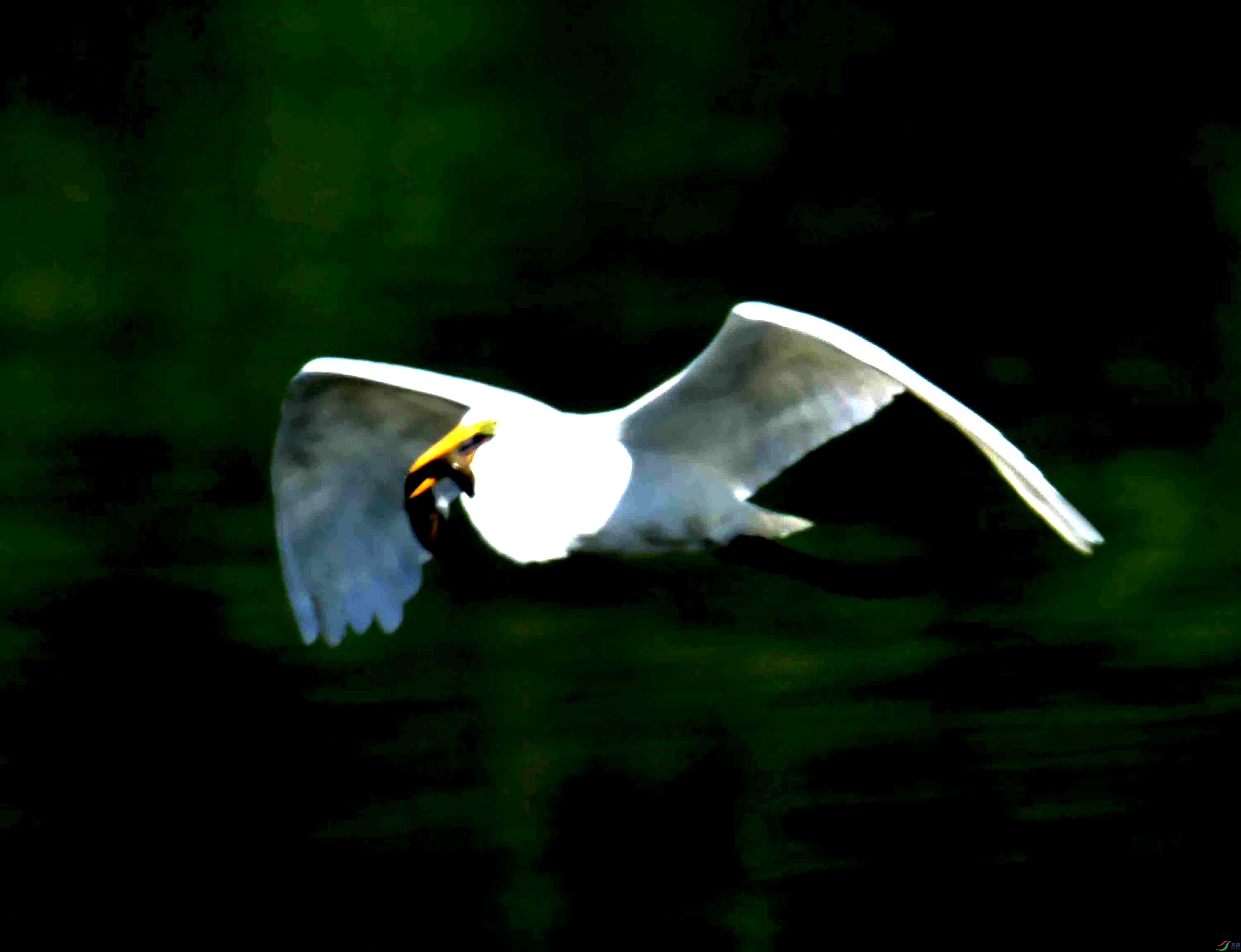 DSC_1512.JPG