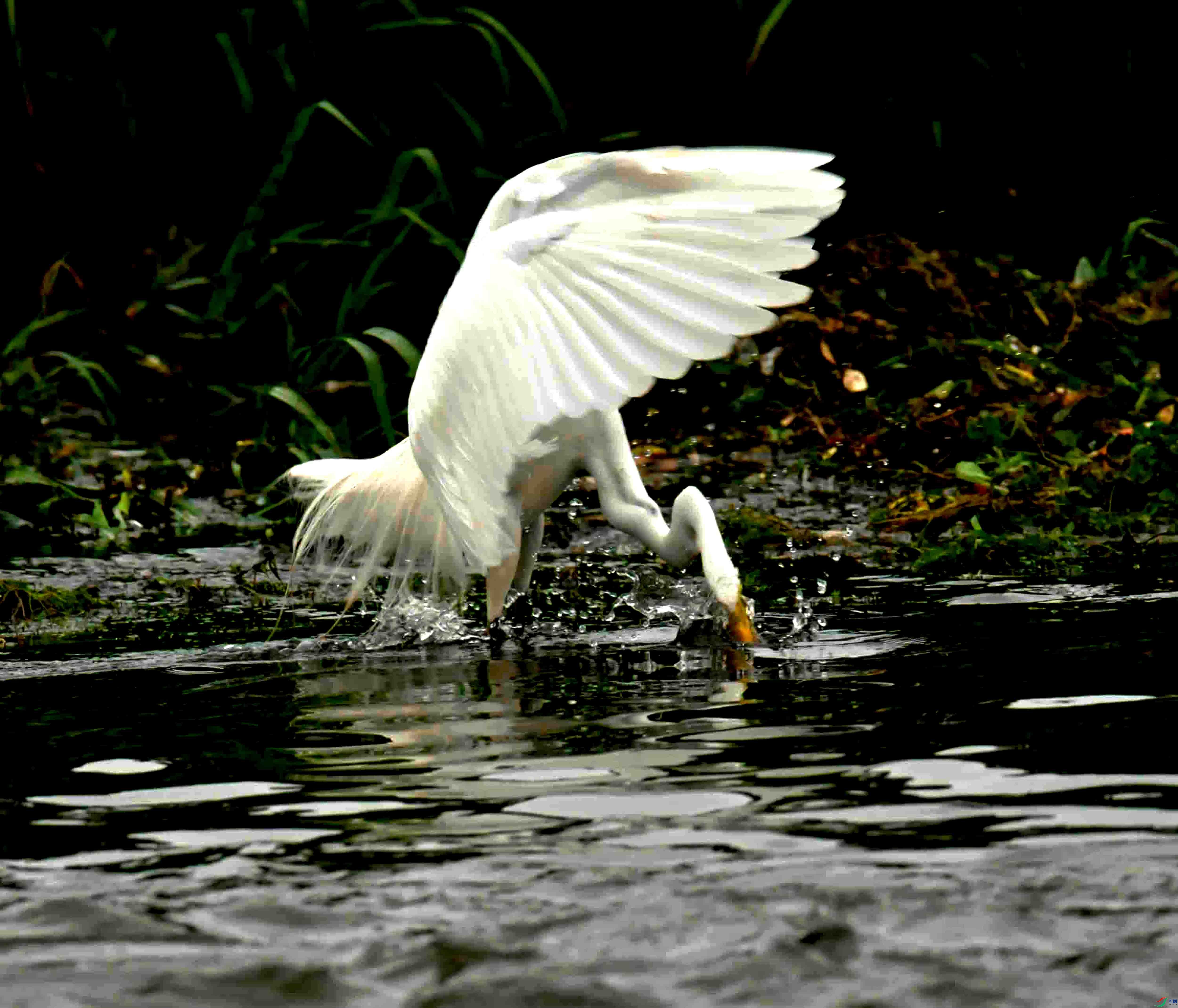 DSC_1517.JPG