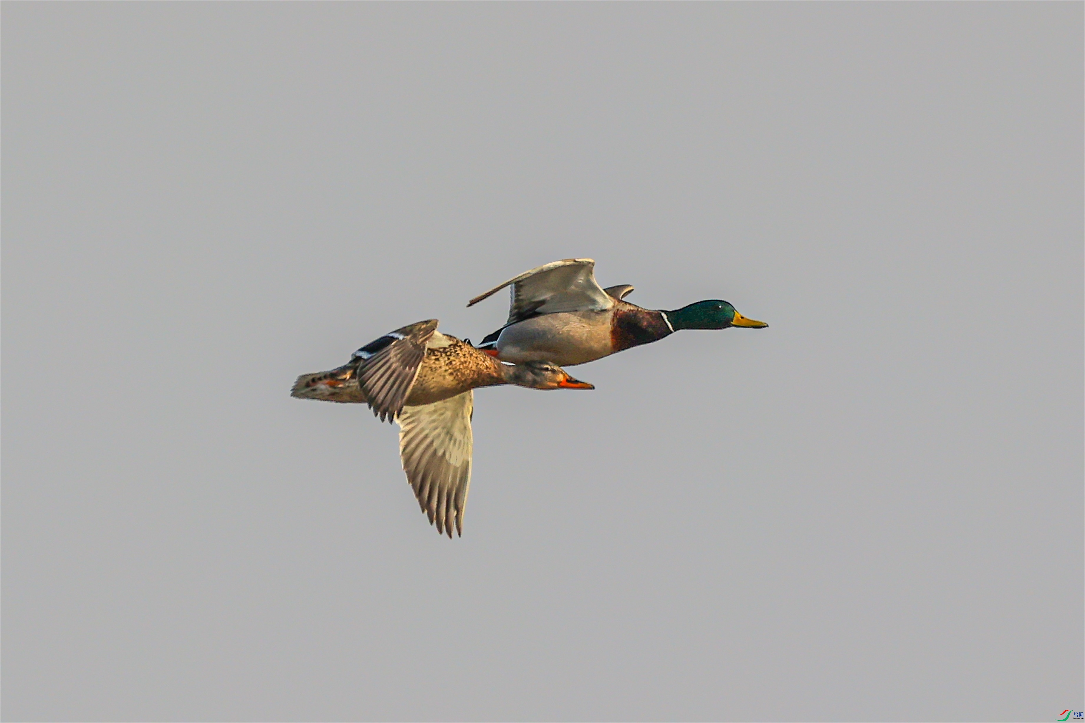 1K3A3715 ����1.jpg