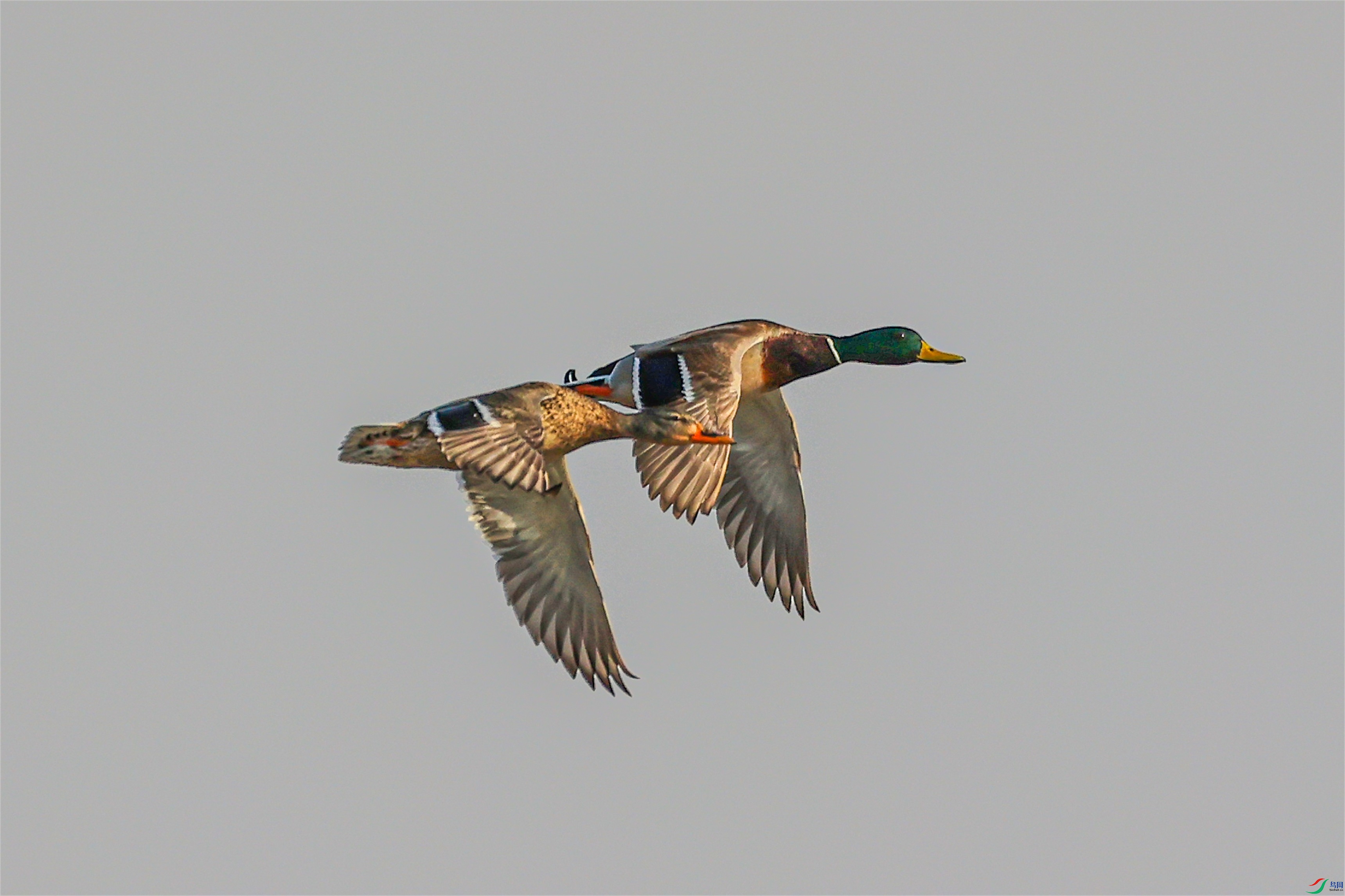 1K3A3717 ����1.jpg