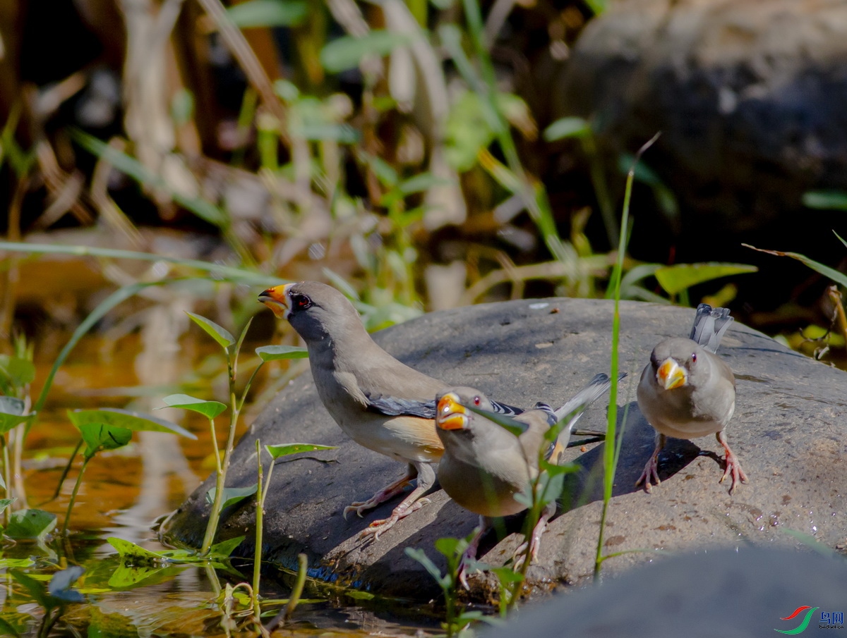 530A5411.JPG
