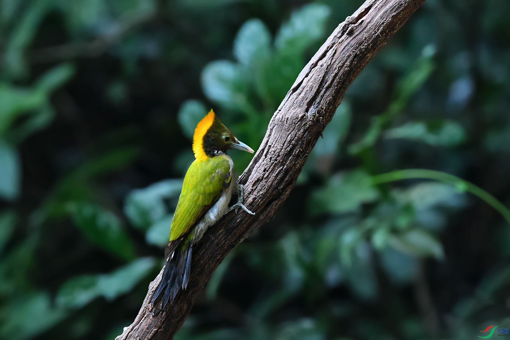 DSC_5275aa.jpg