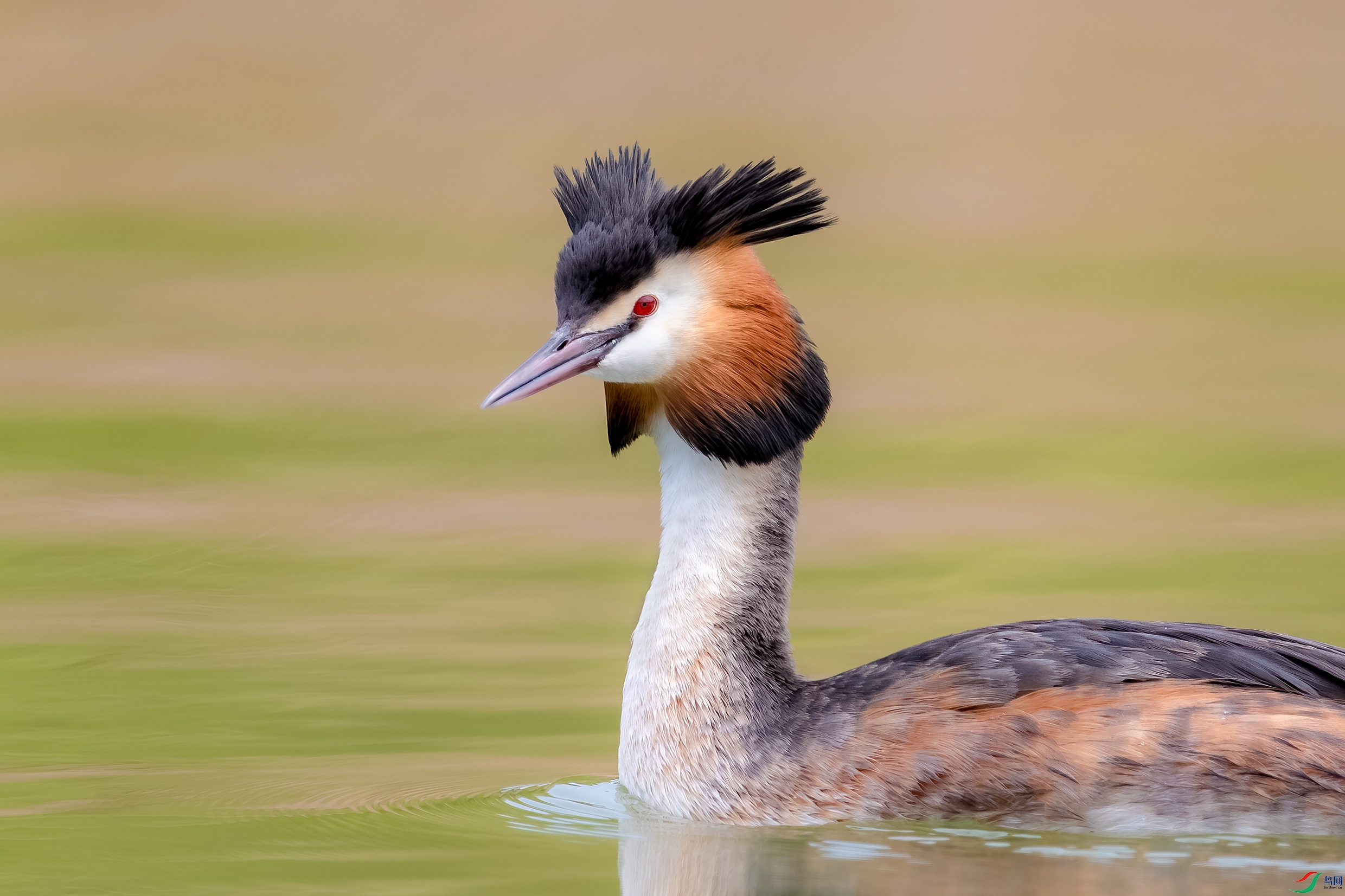 BE5I2294С.jpg