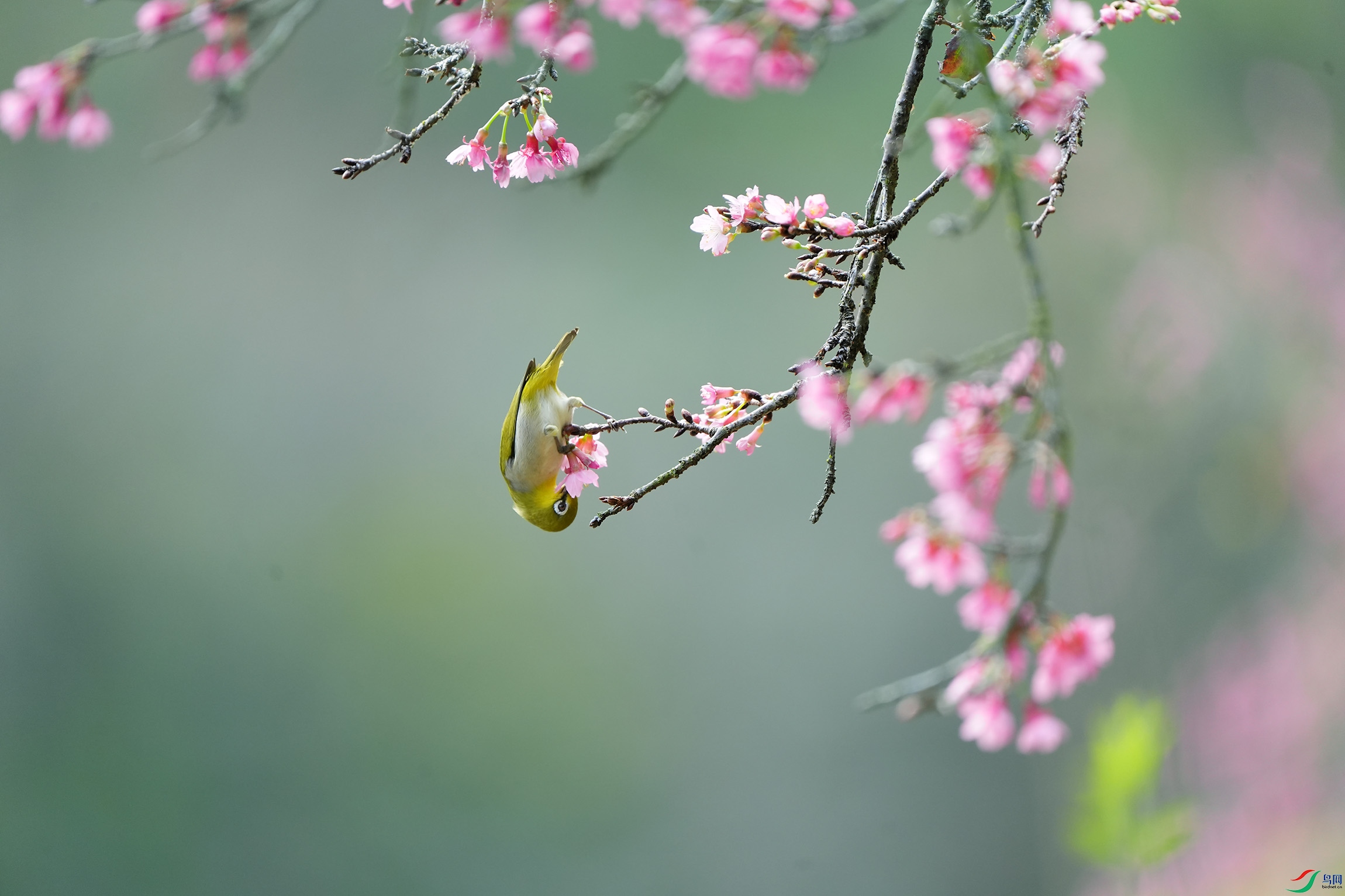 DSC00330 ����.jpg