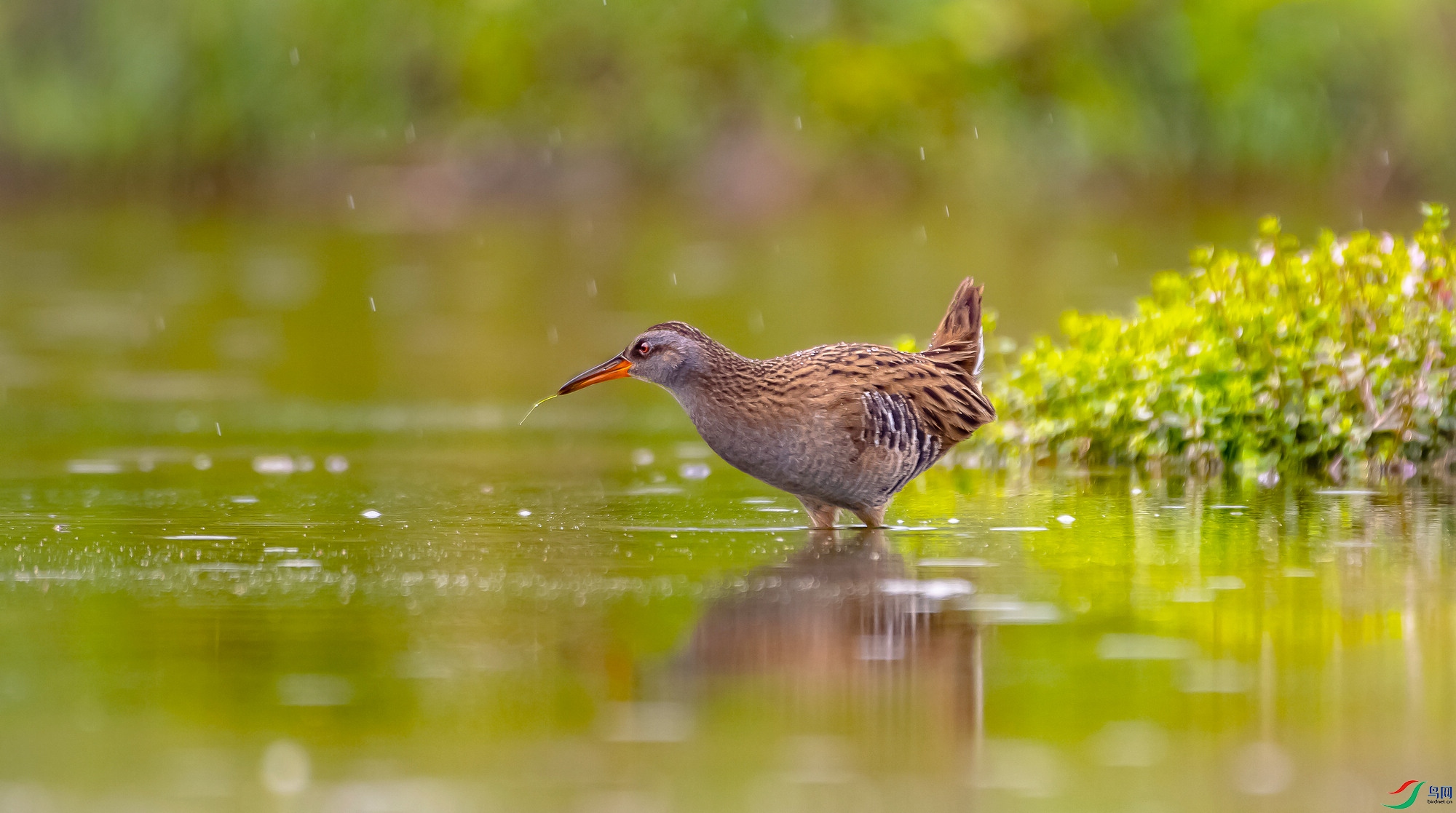 _DSC3878 - ����.jpg