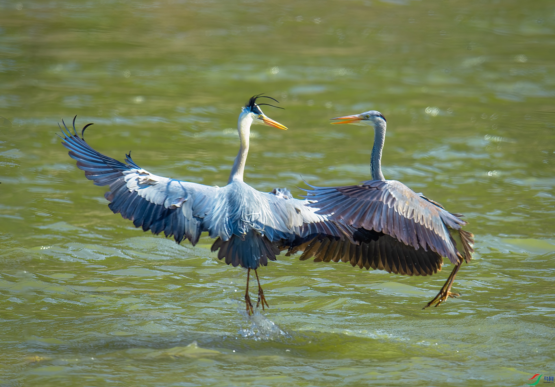 DSC_2290-1.jpg