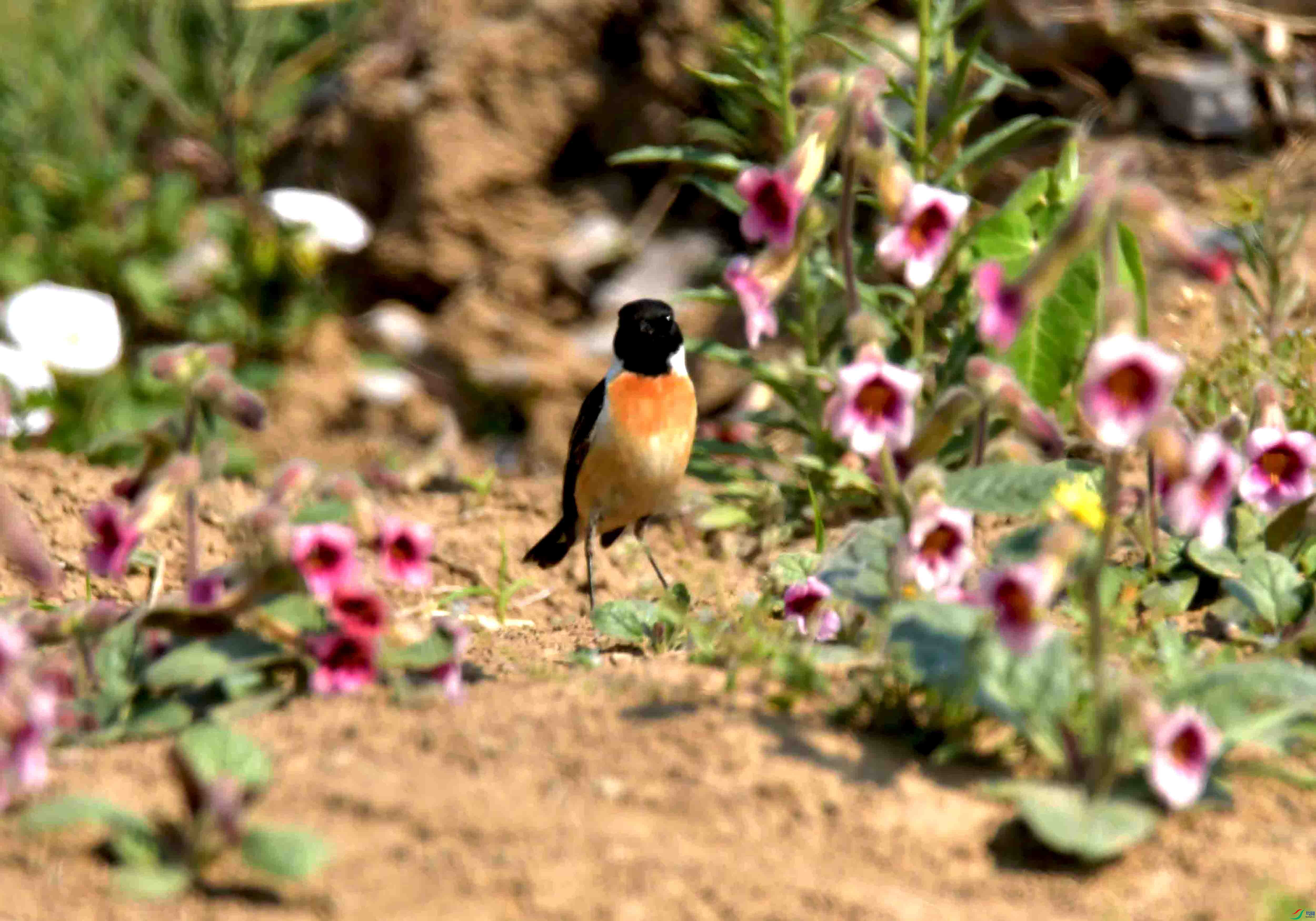 DSC_2646.JPG