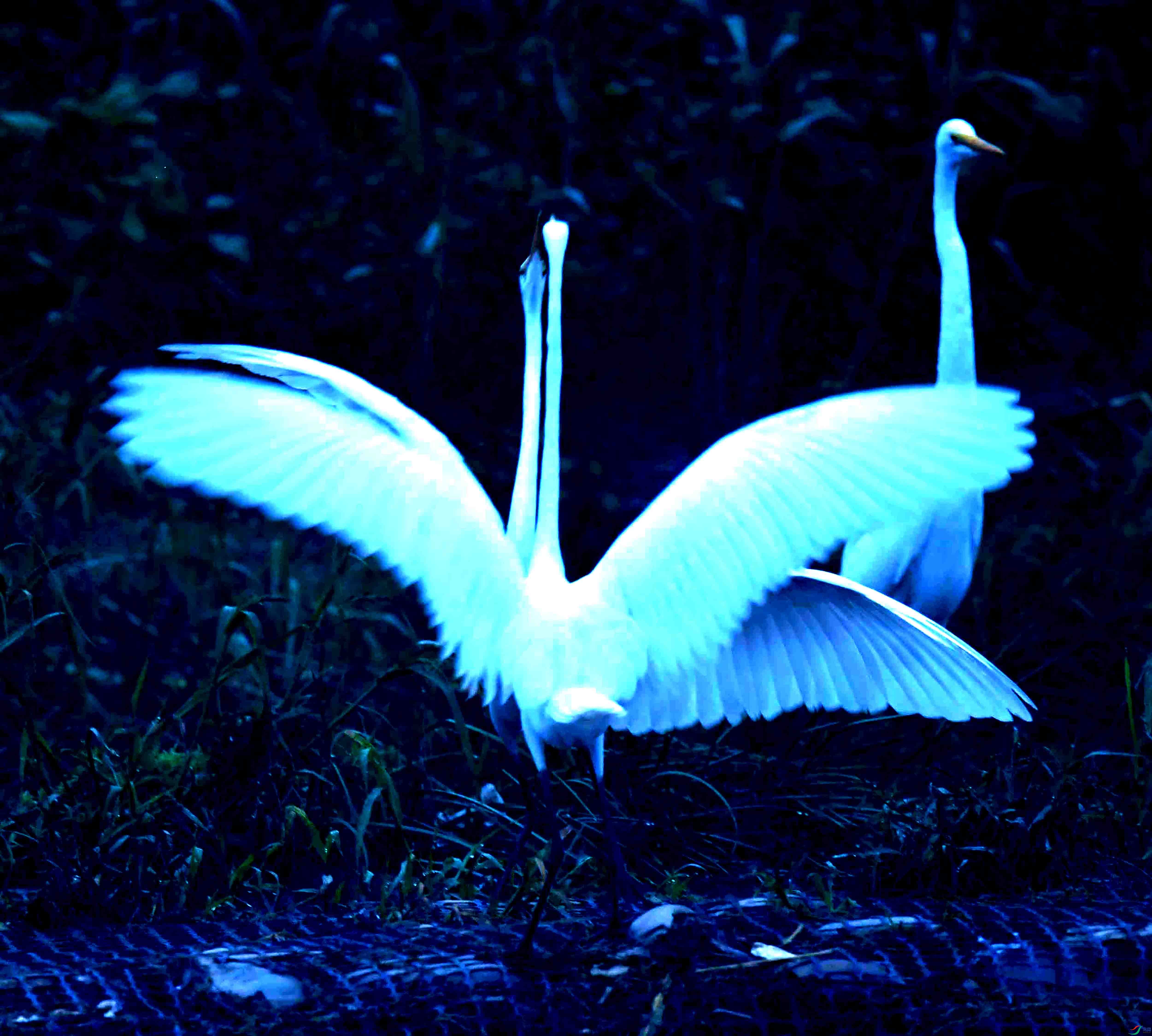 DSC_1616.JPG