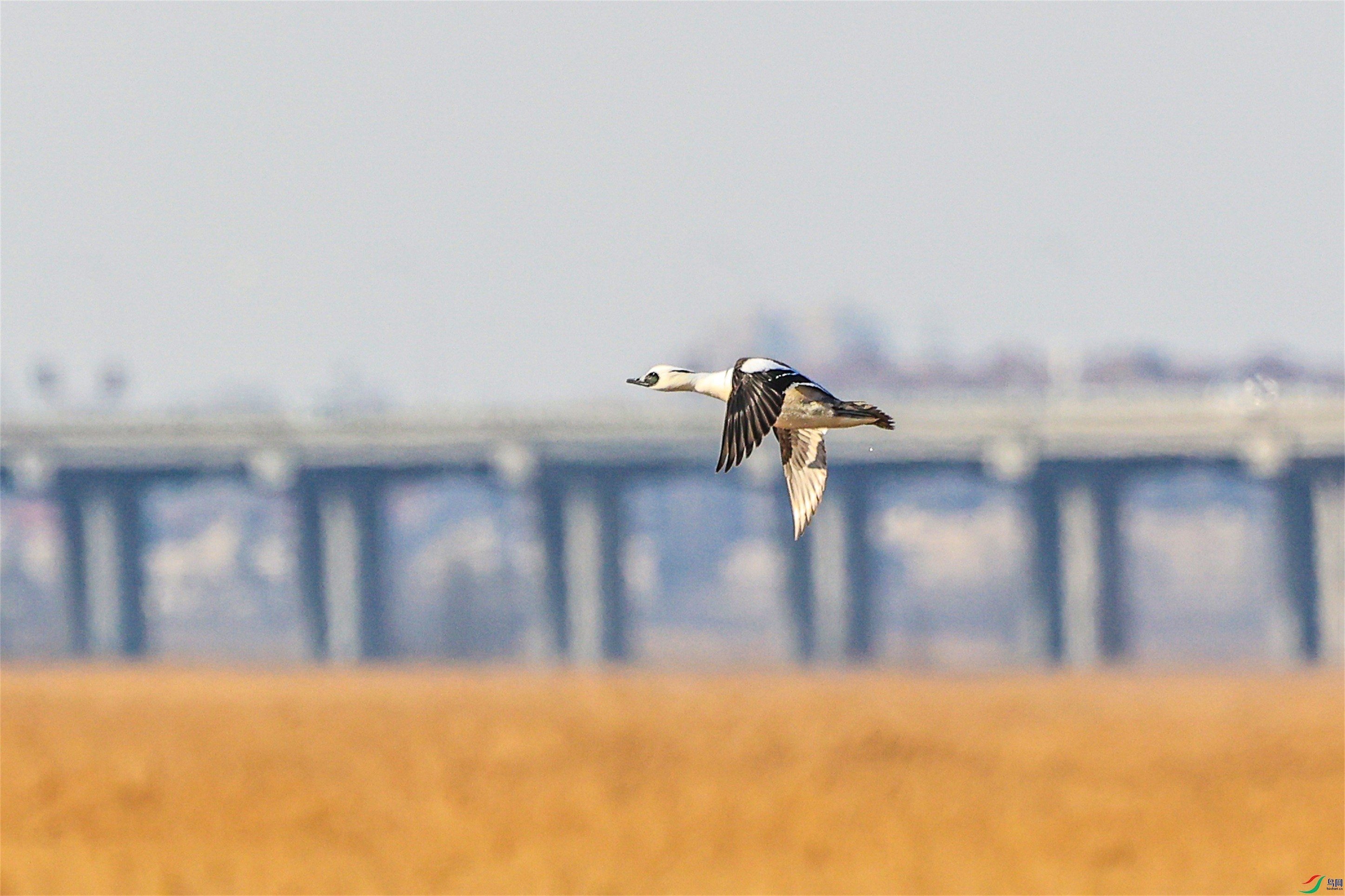 1K3A3778 ����1.jpg