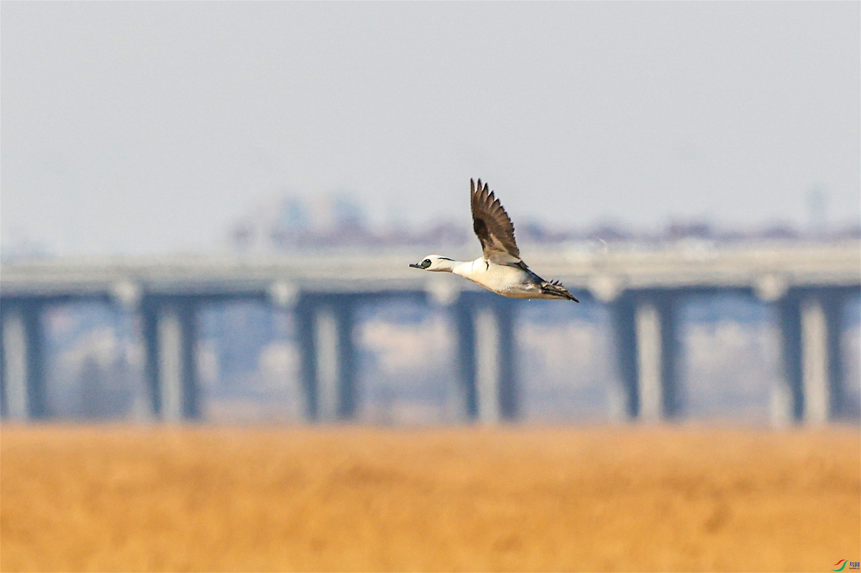 1K3A3777 ����1.jpg