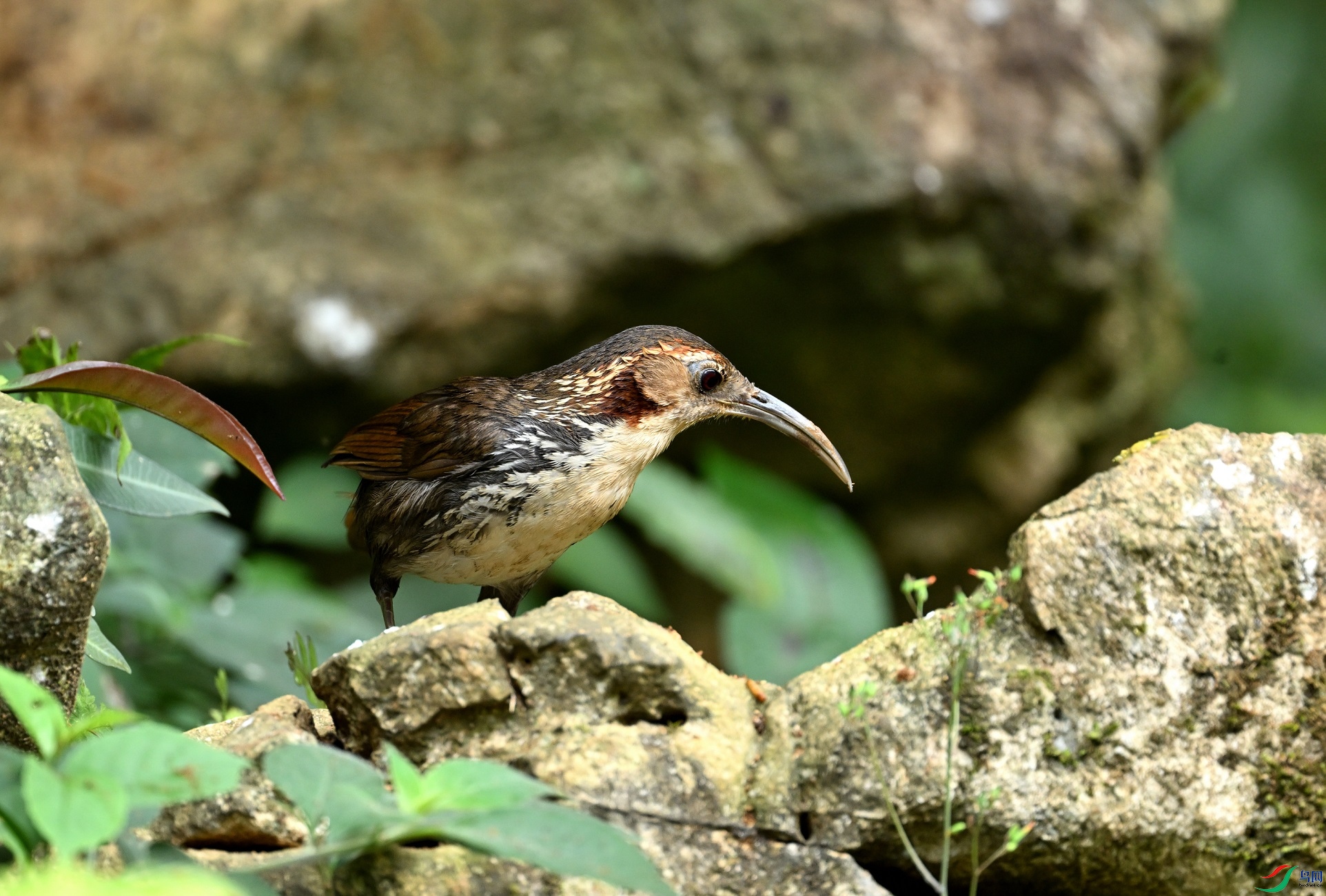 DSC_4226.JPG