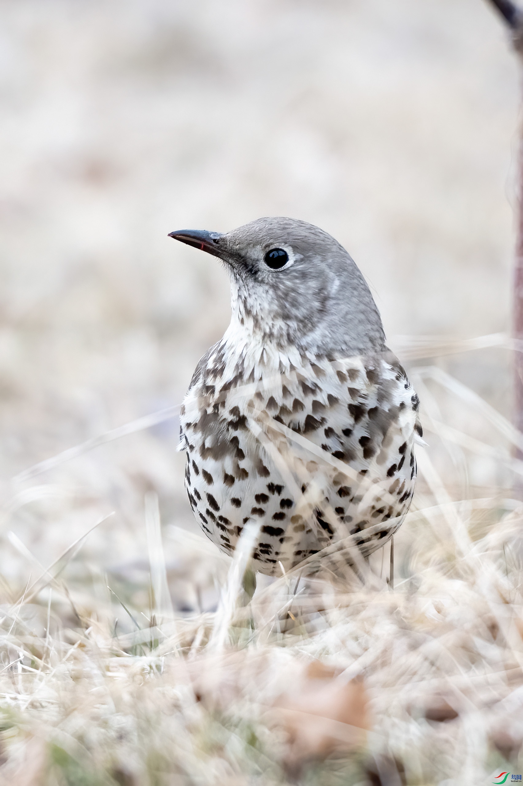 DSC_6575.jpg