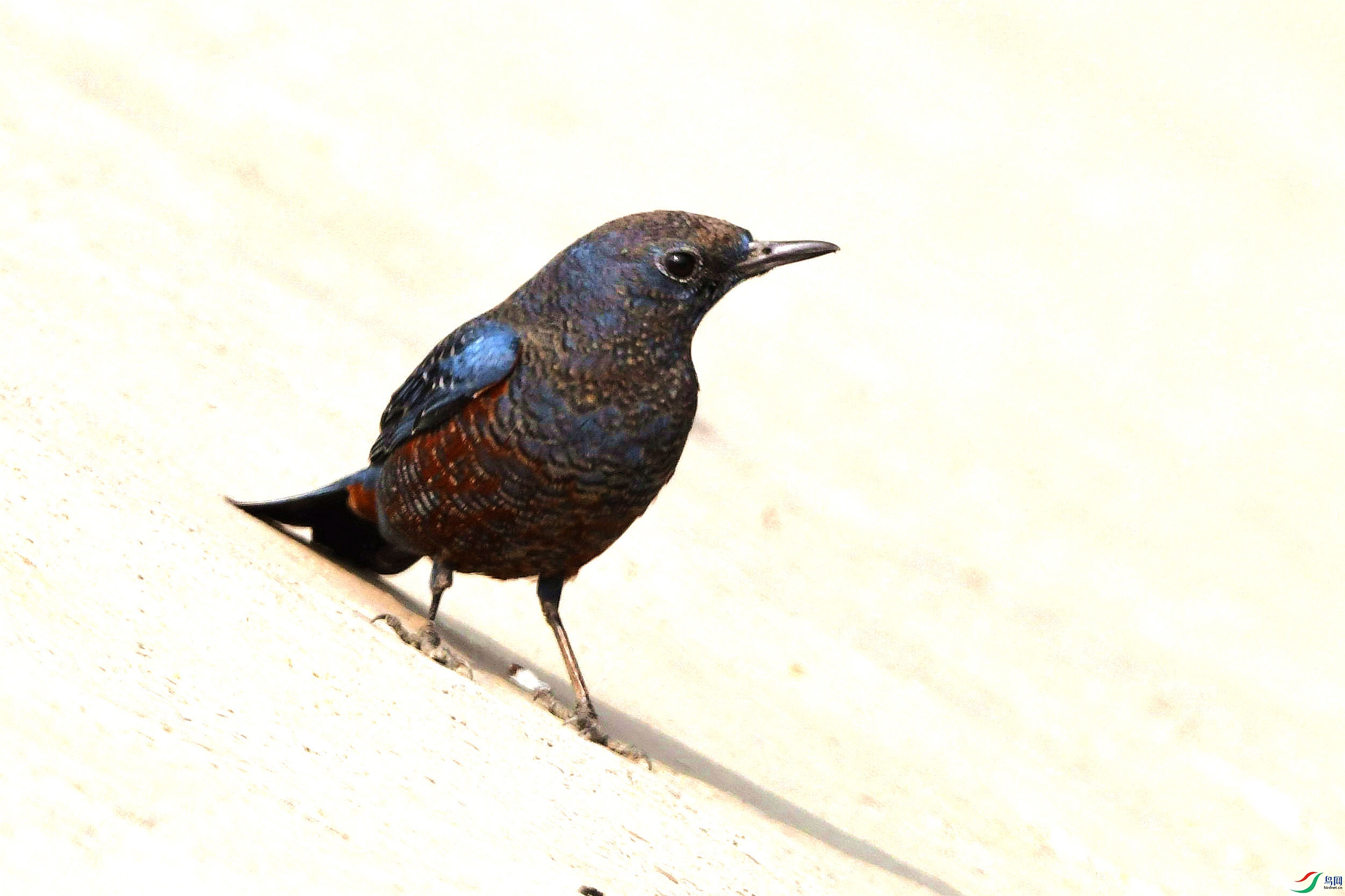 DSC_2676_����.jpg