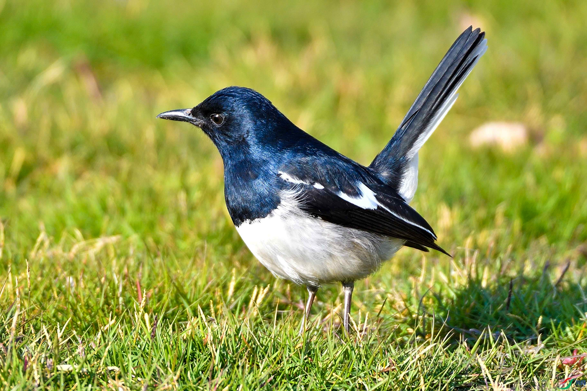 DSC_9911.jpg
