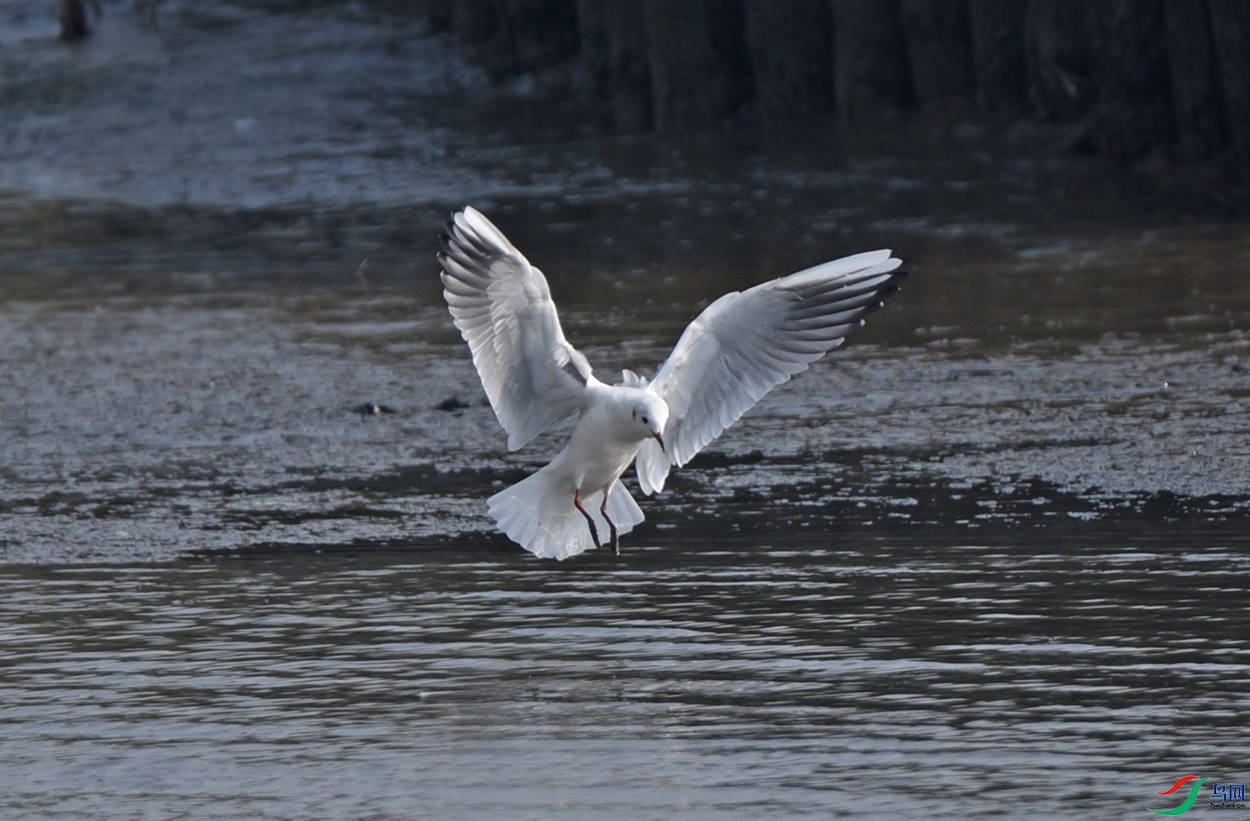DSC_8518.jpg