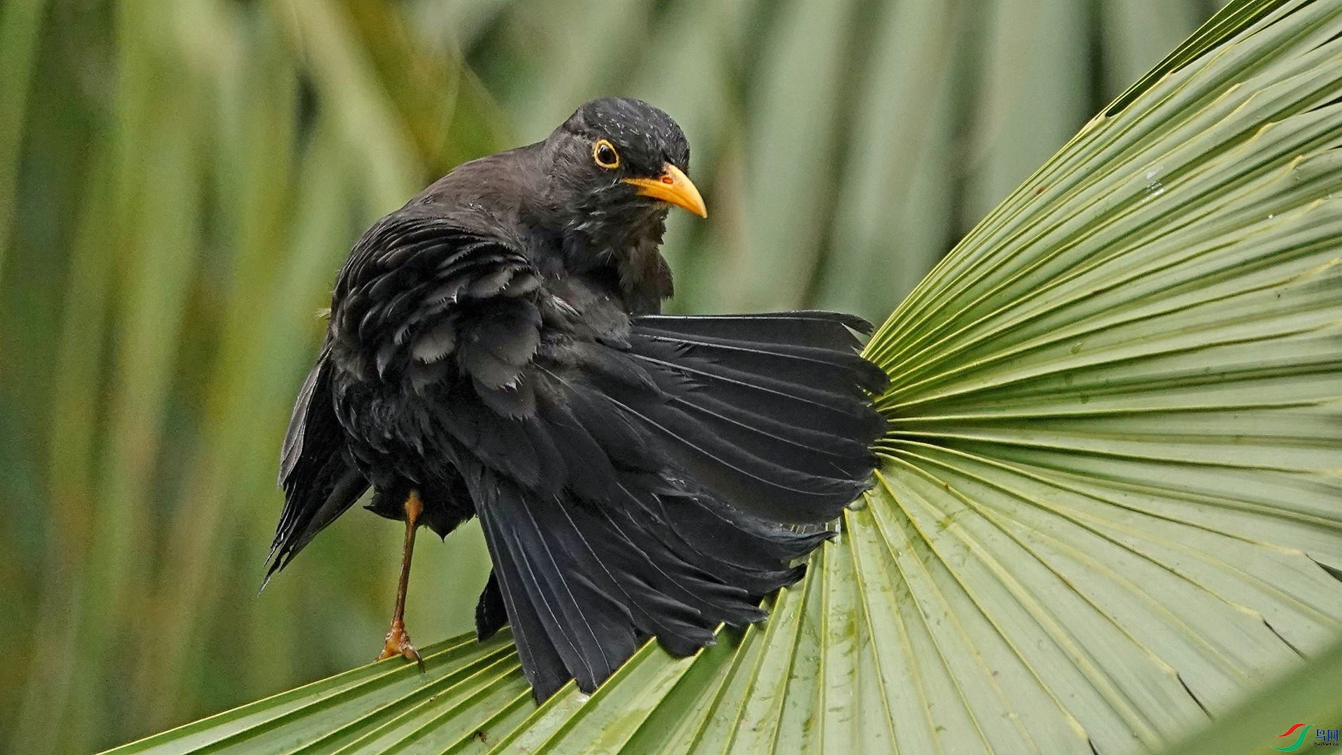 �������Ҷ�ȿ���