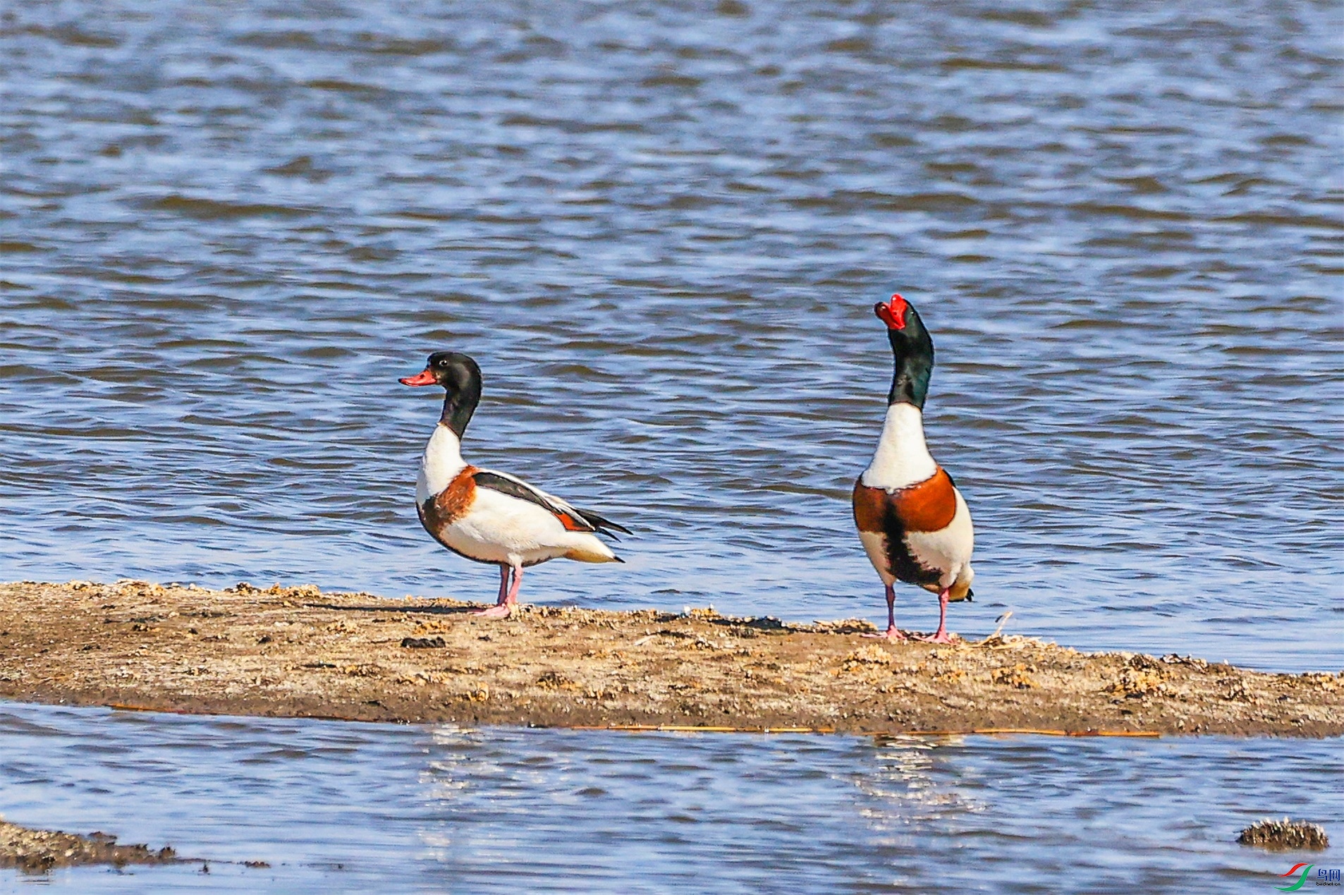 1K3A4134 ����1.jpg