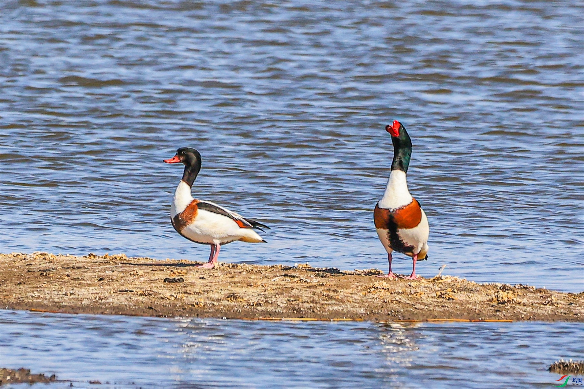 1K3A4136 ����1.jpg